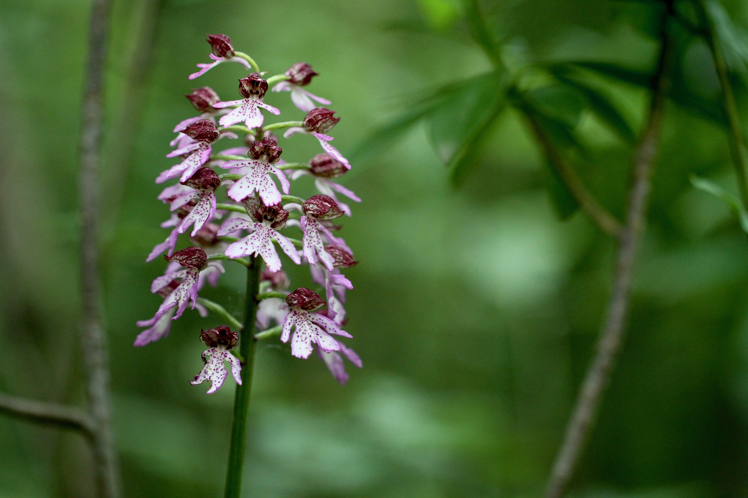Orchis purpurea