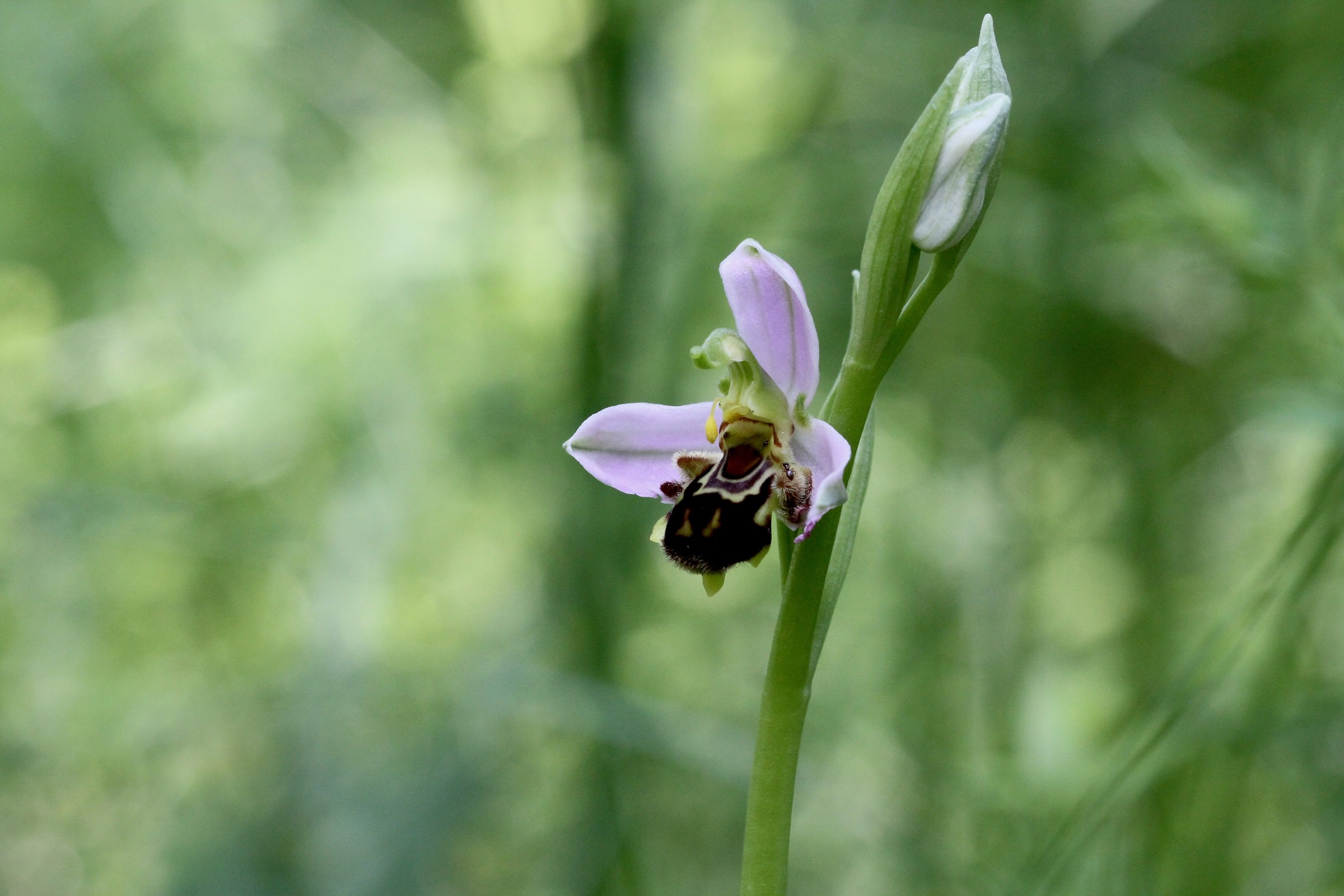 Ophrys apifera