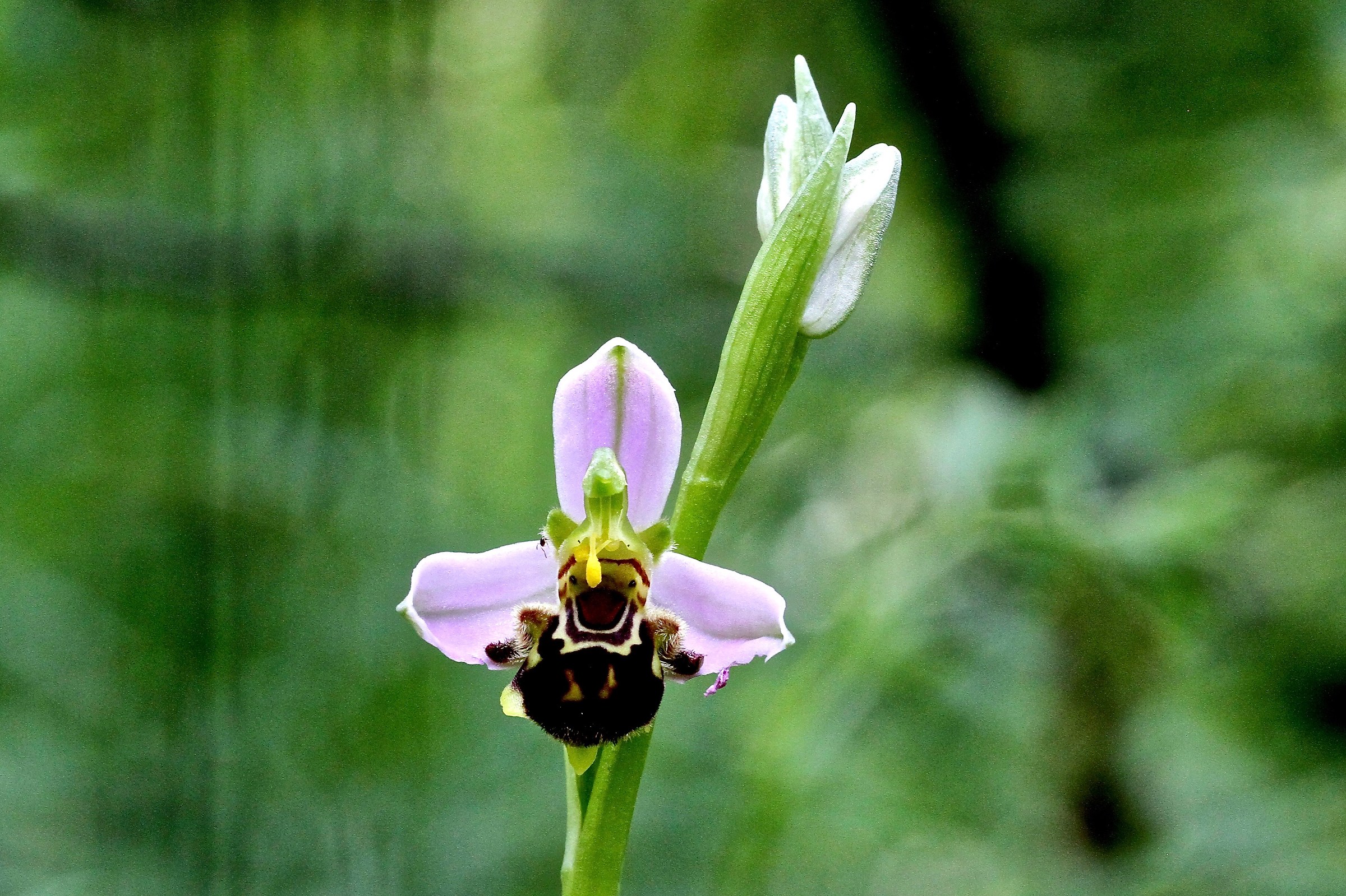 Ophrys apifera