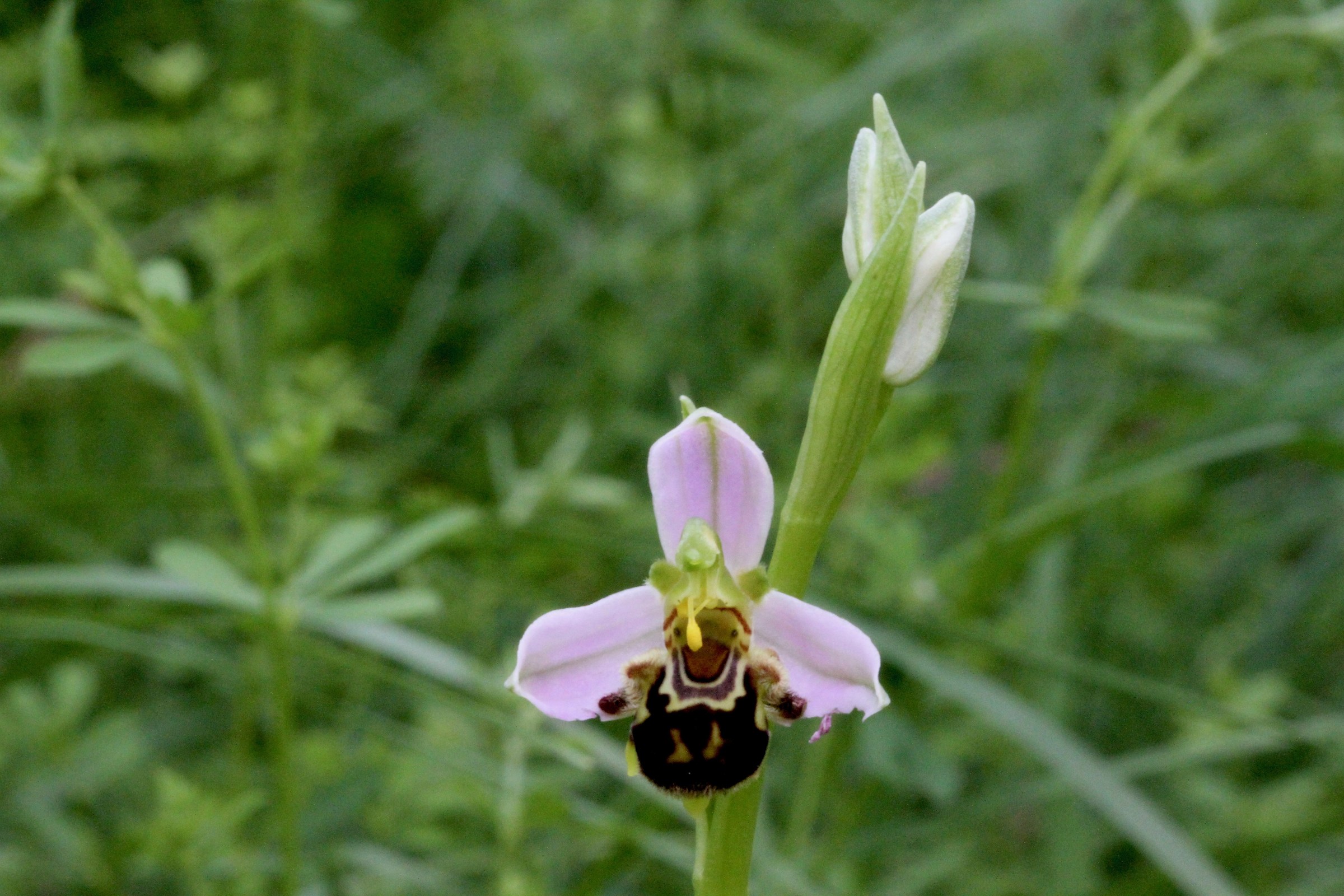Ophrys apifera