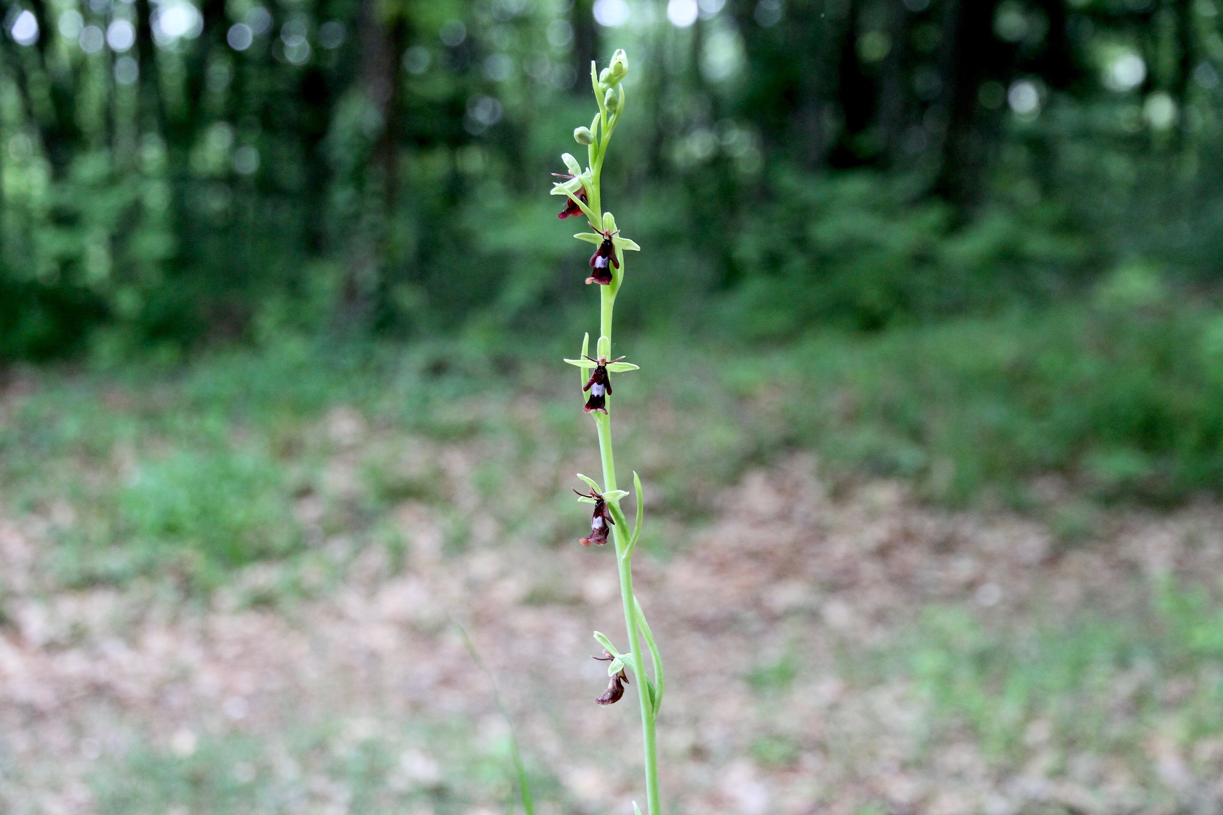 Ophrys insectifera