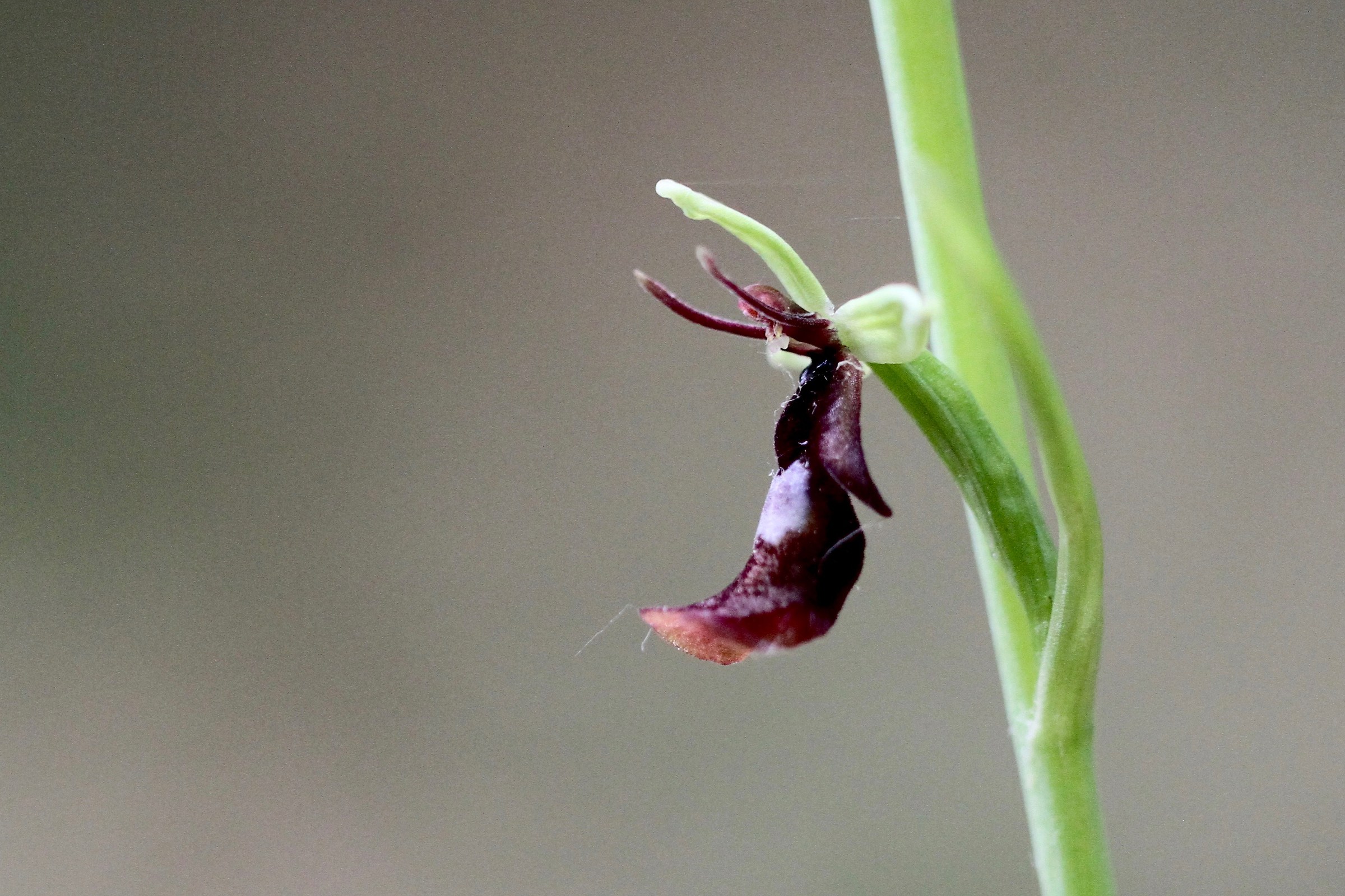Ophrys insectifera