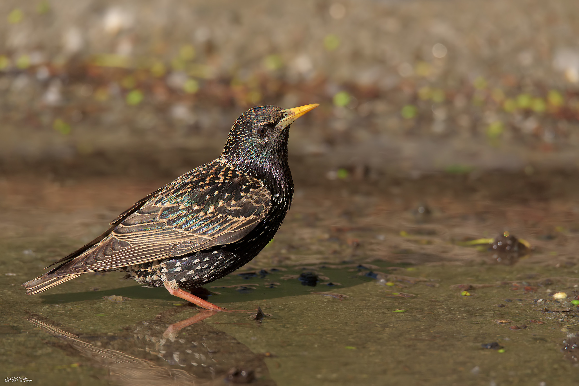Storno - Sturnus vulgaris