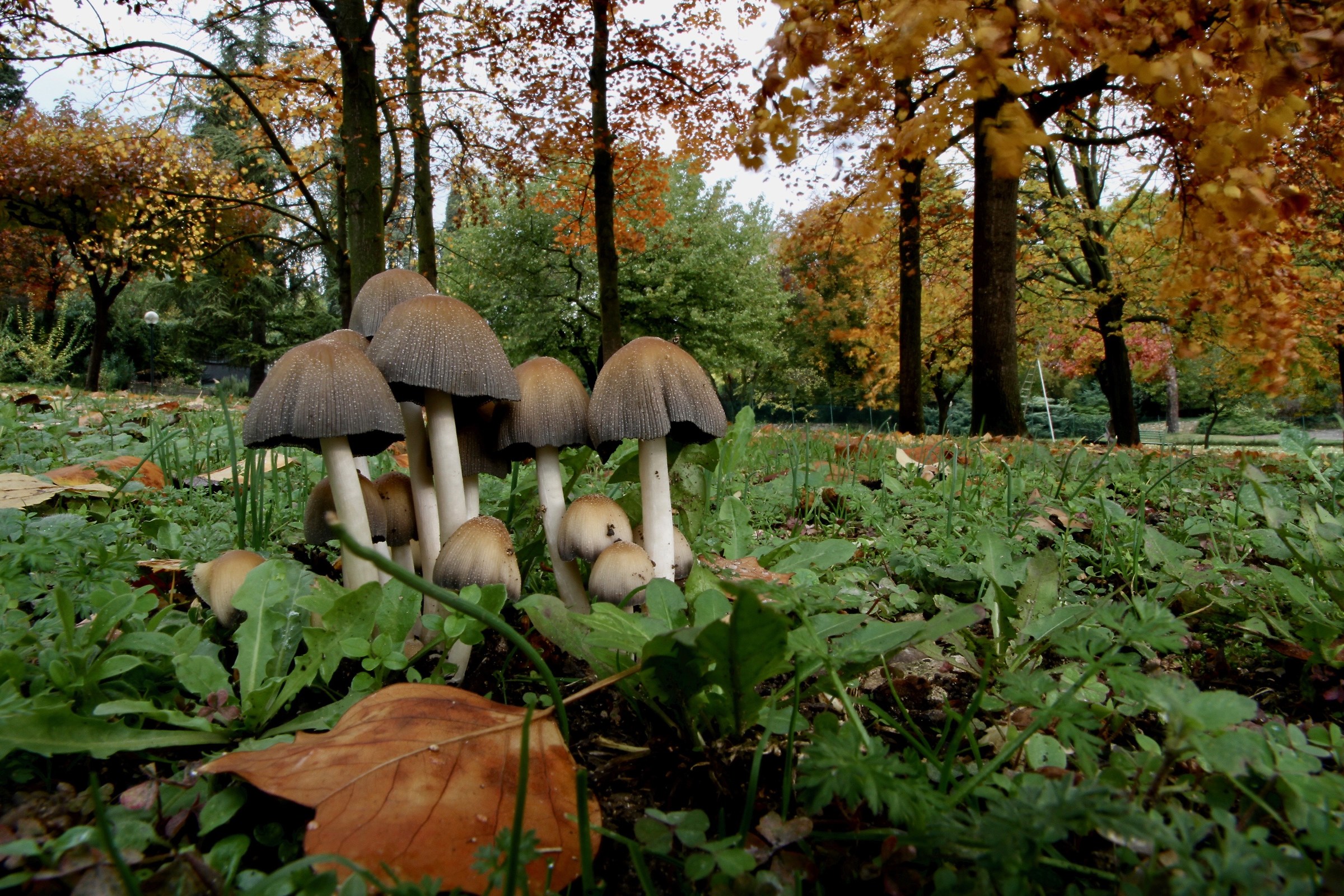 Coprinellus sp