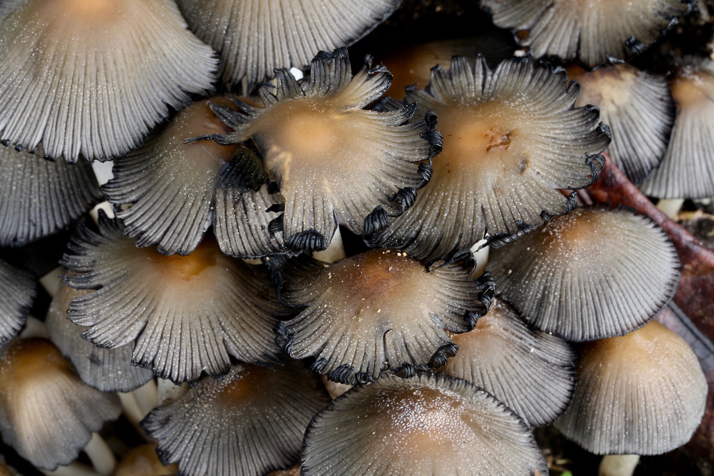 Coprinellus sp