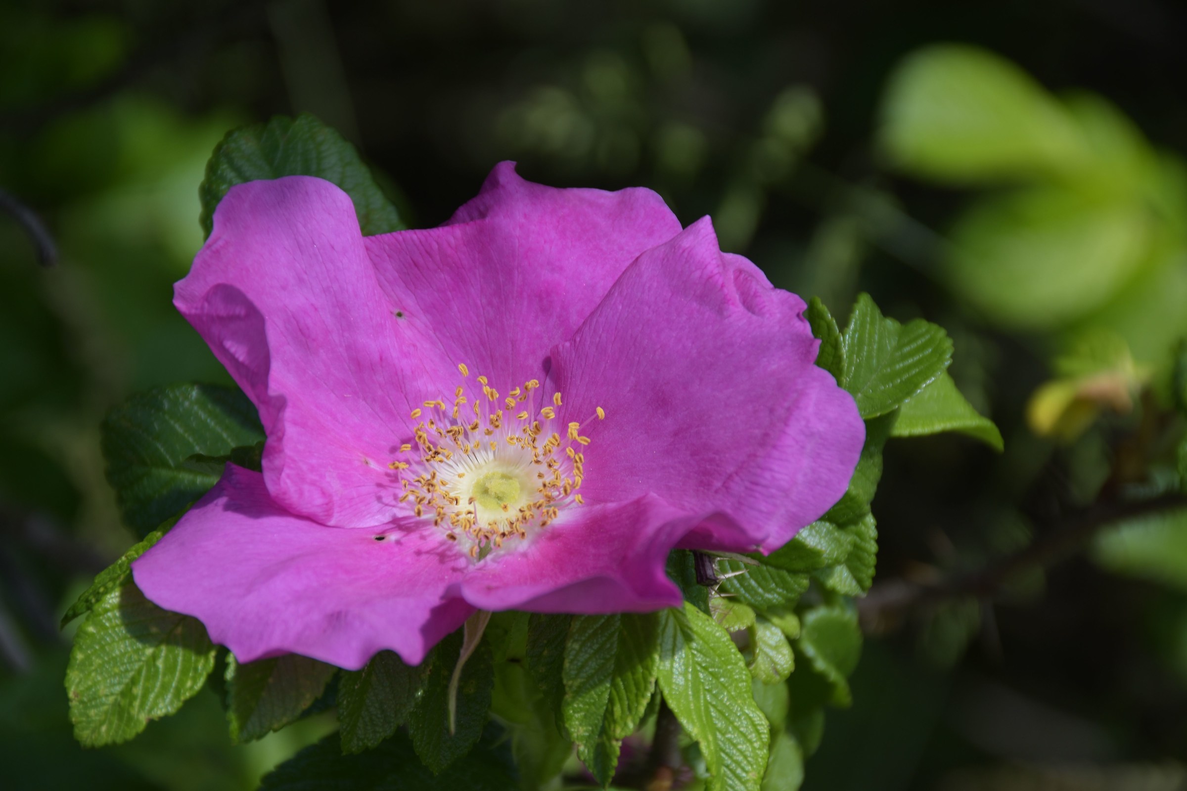 Wild rose