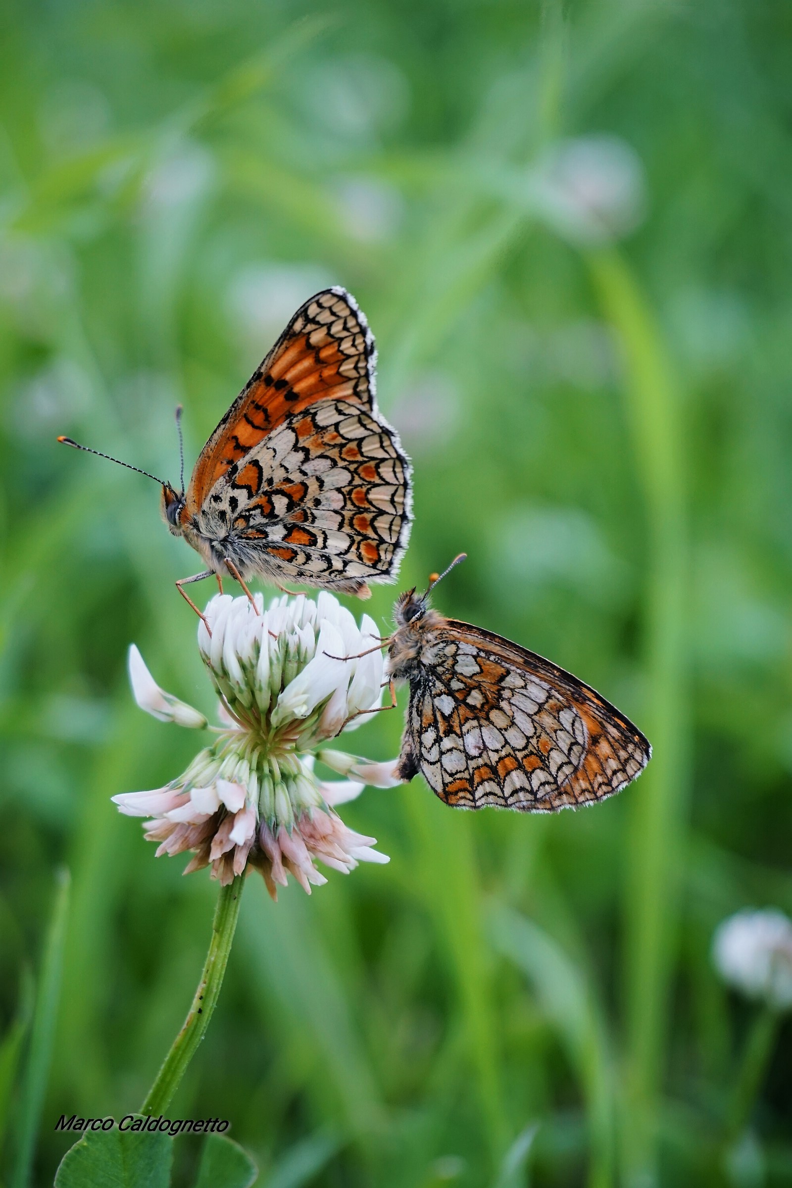 Melitaea phoebe