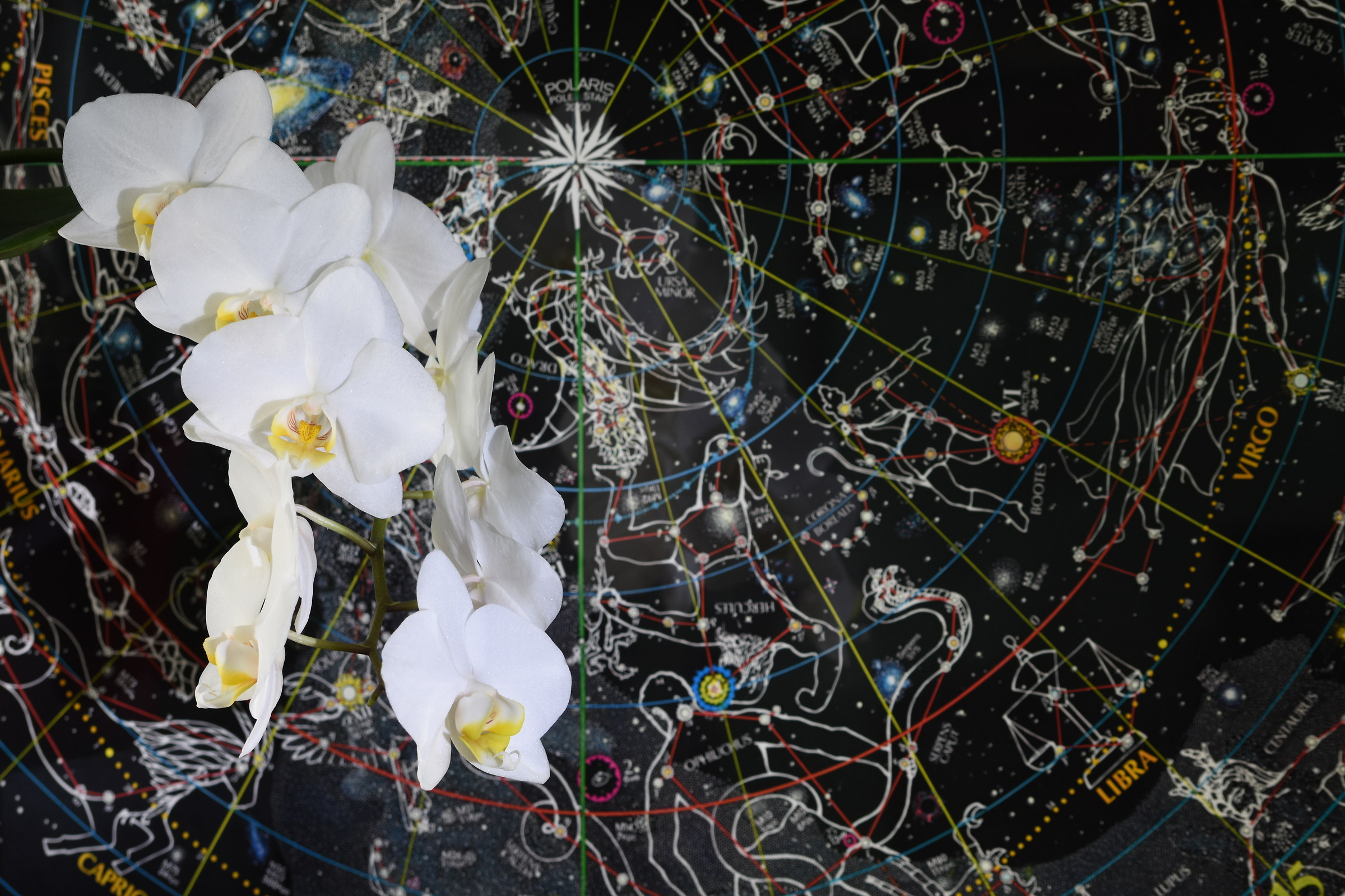 Orchid between stars ver. 2