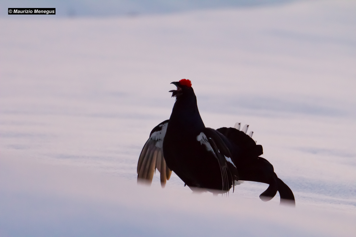 A hunchback to the hen .....