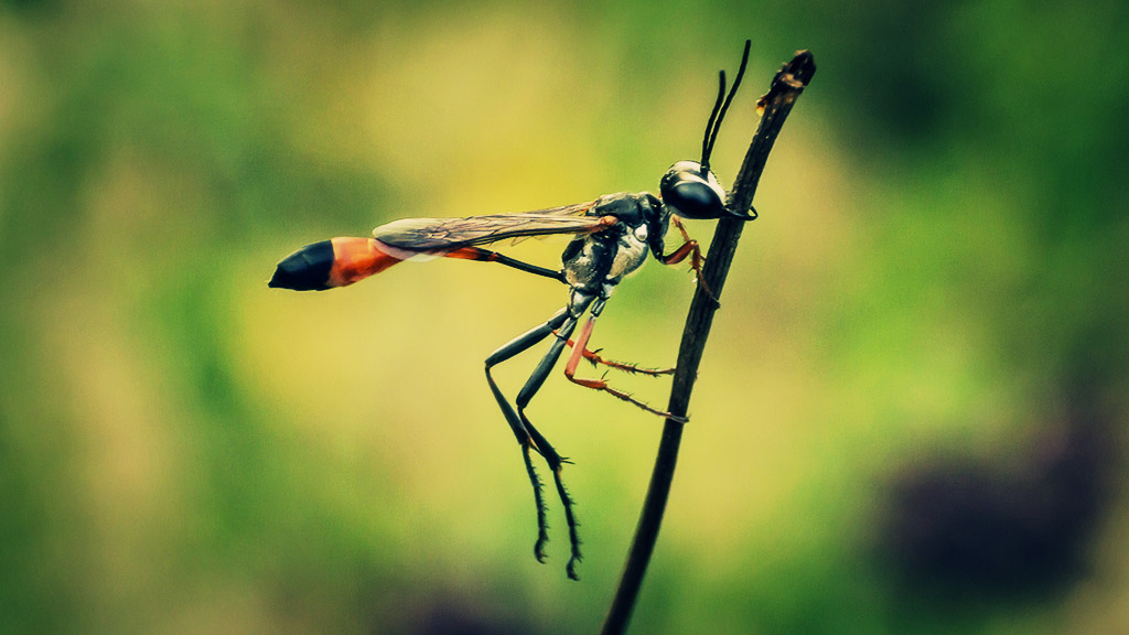 Ammophila procera