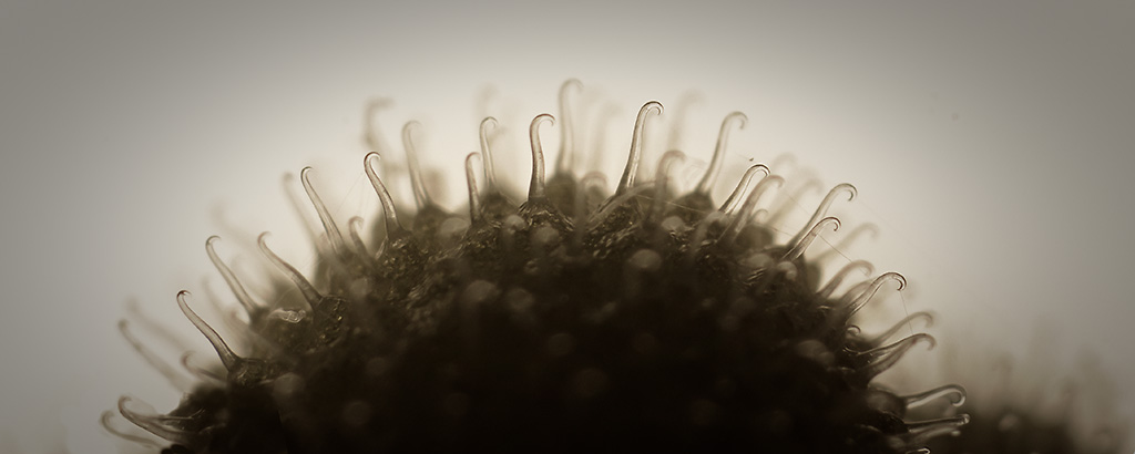 Fruit of Galium Aparine