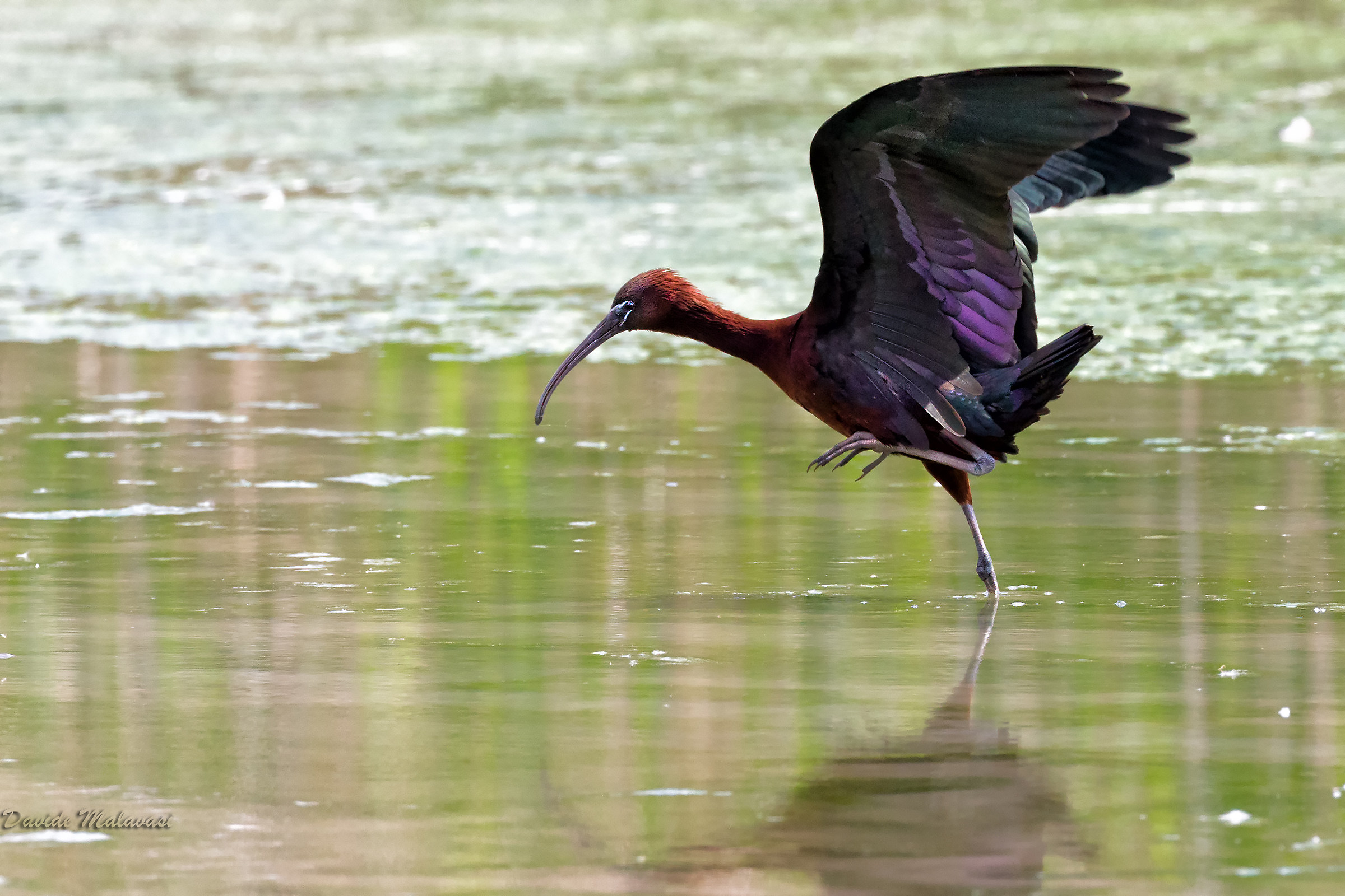 Glossy Ibis