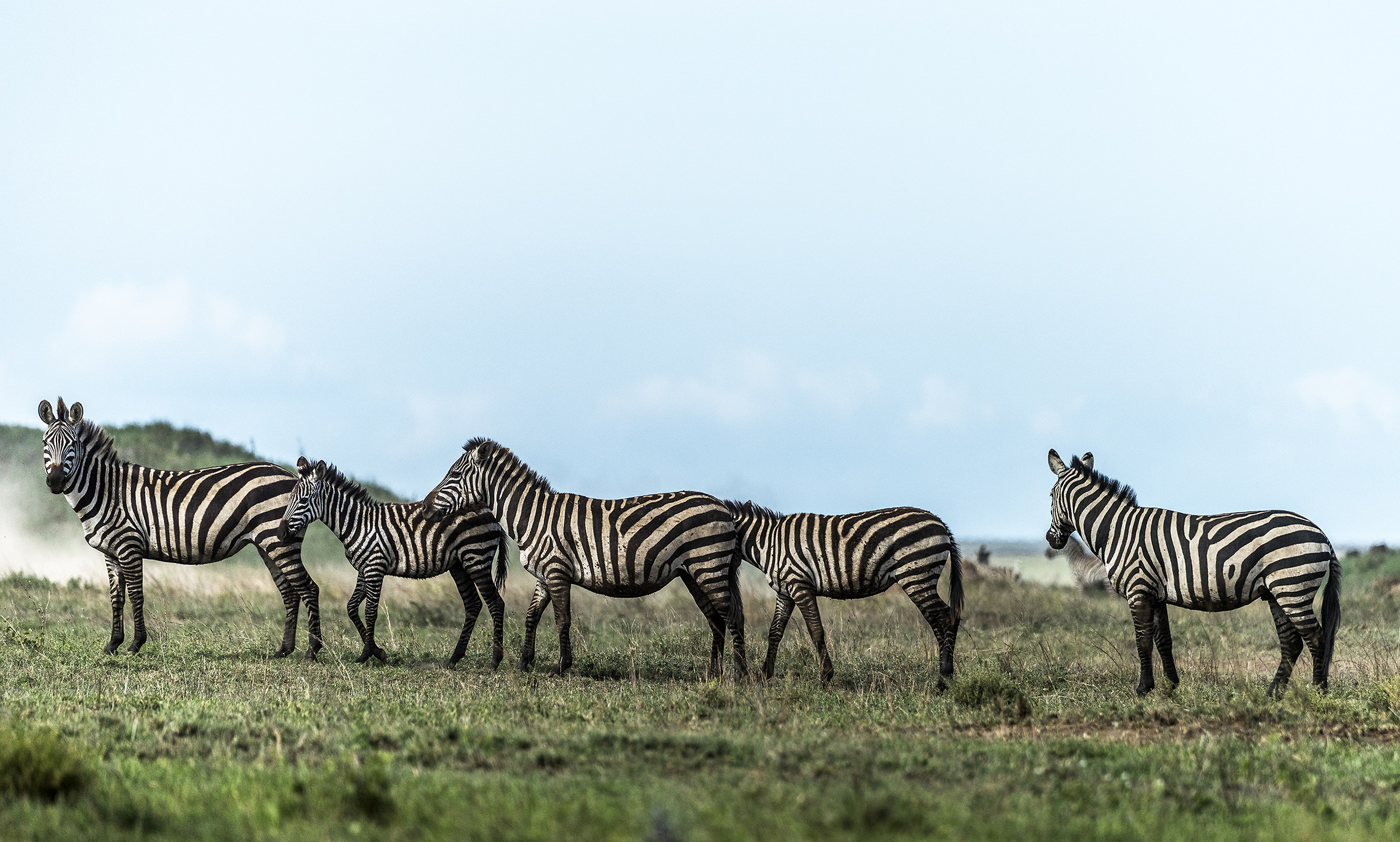 Tanzania 2017 - Zebras