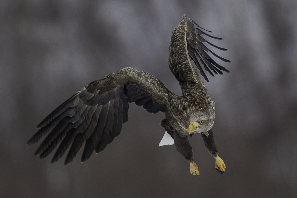 Sea-eagle on the beat