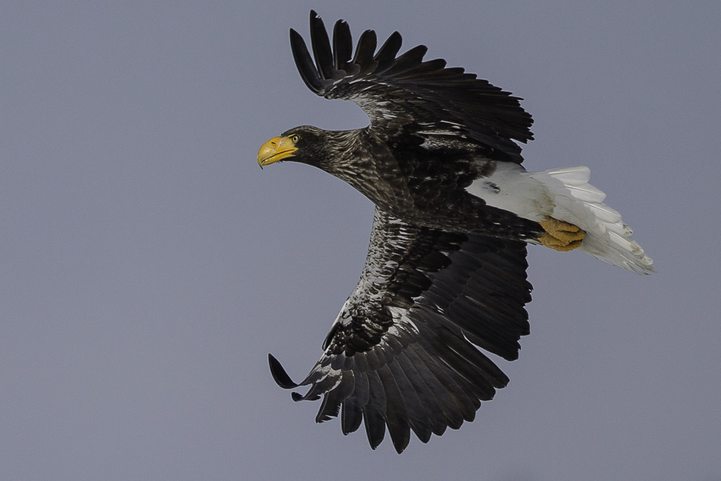 Steller's Sea Eagle