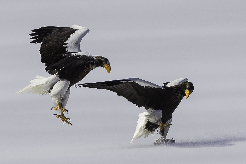 Steller's sea eagles