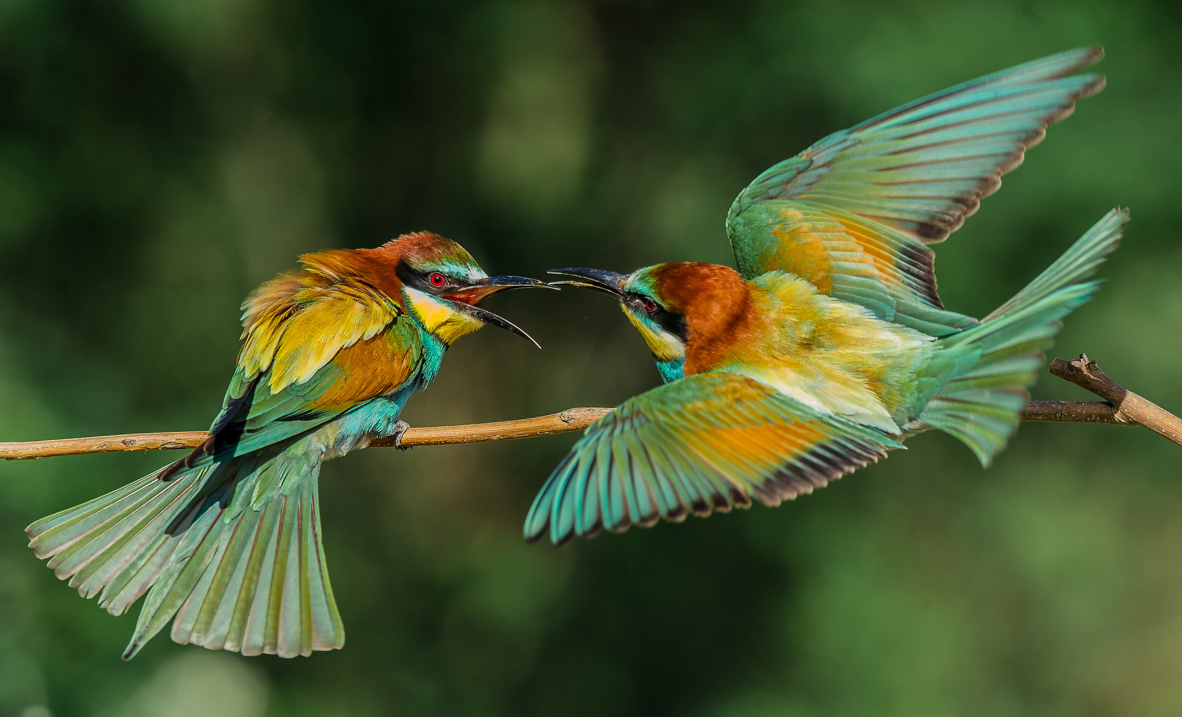bee-eaters