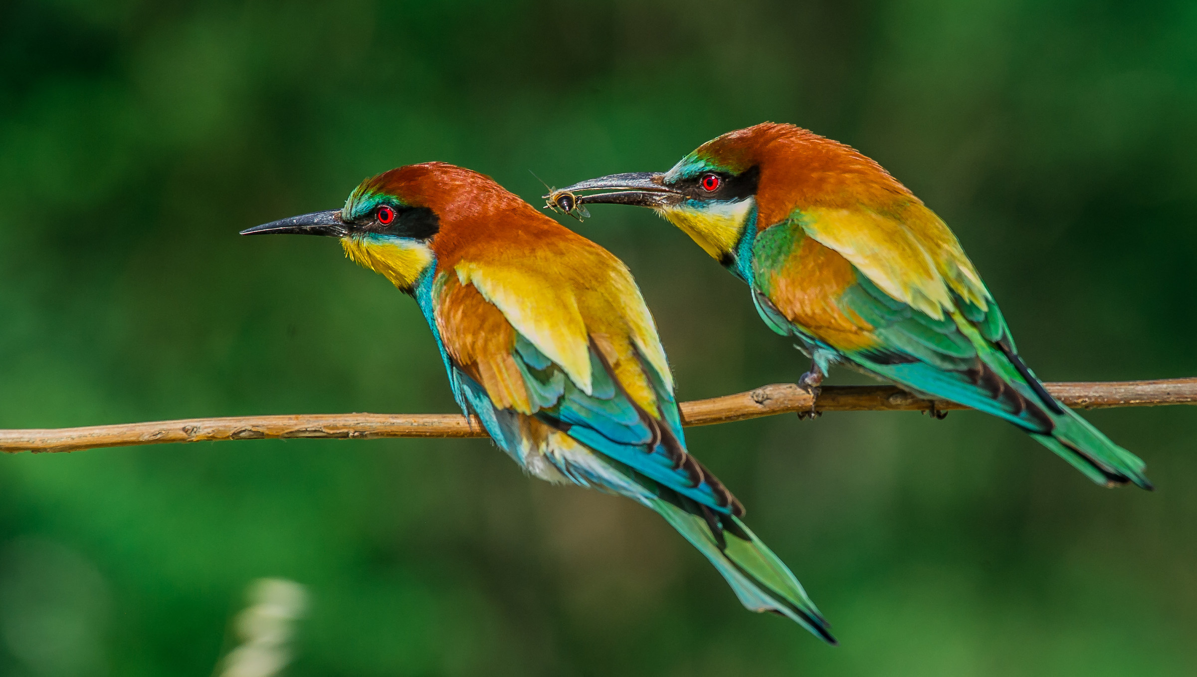 bee-eaters