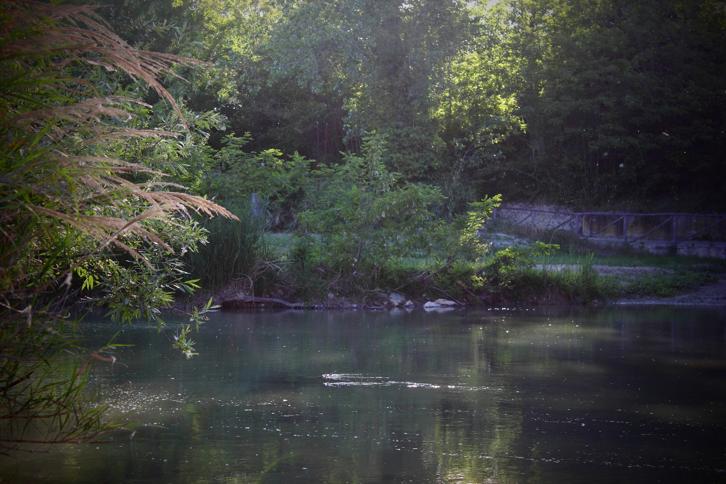 View of the Leaf River
