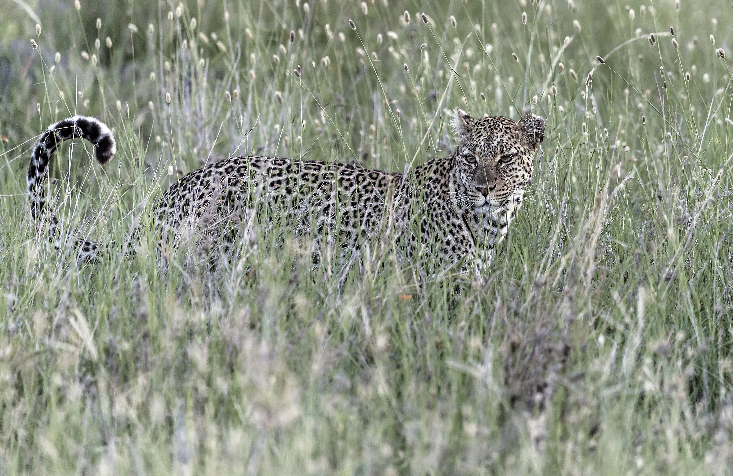 Tanzania 2017 - Tra l'erba