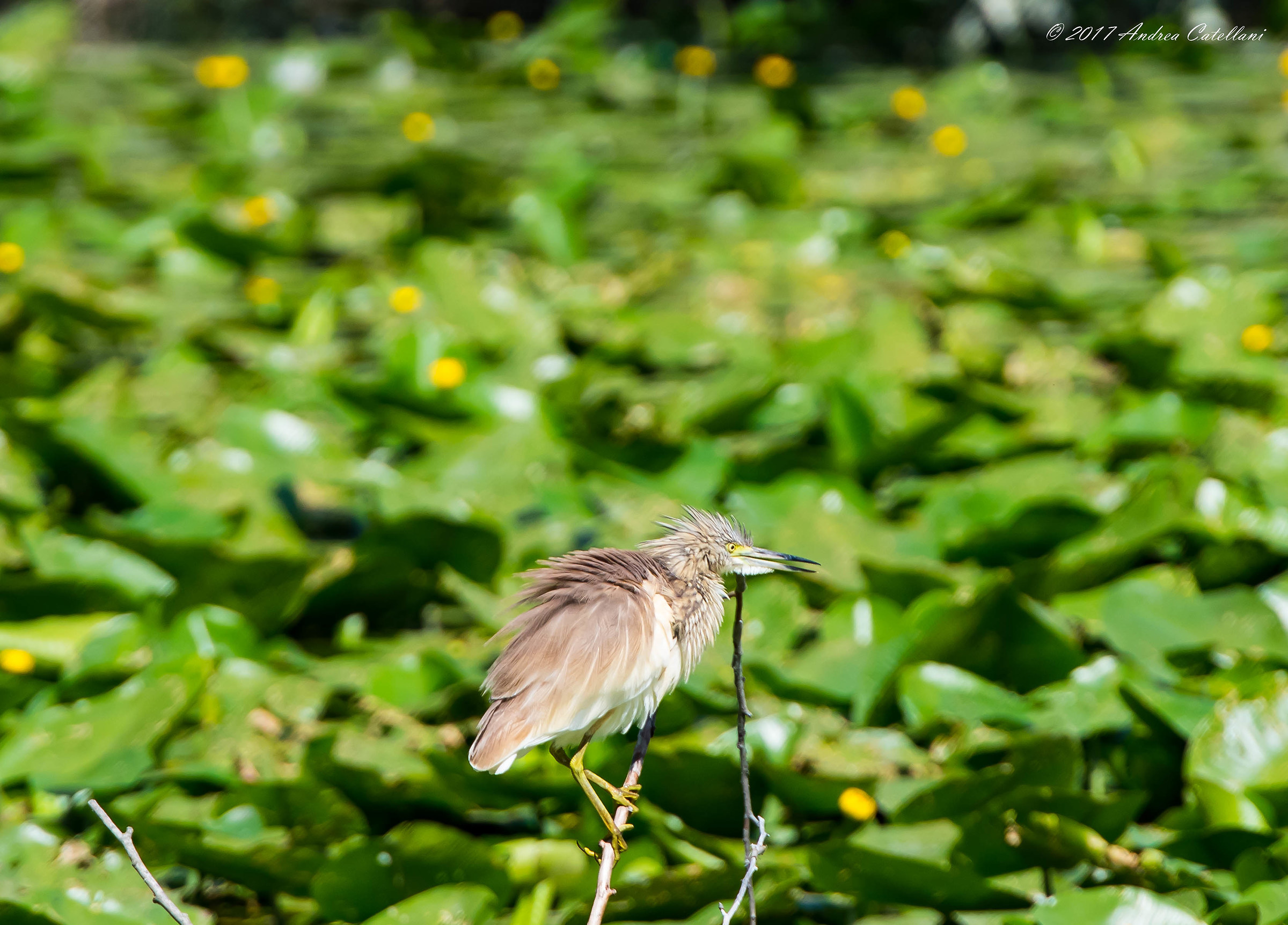 Who gives me a comb ...?