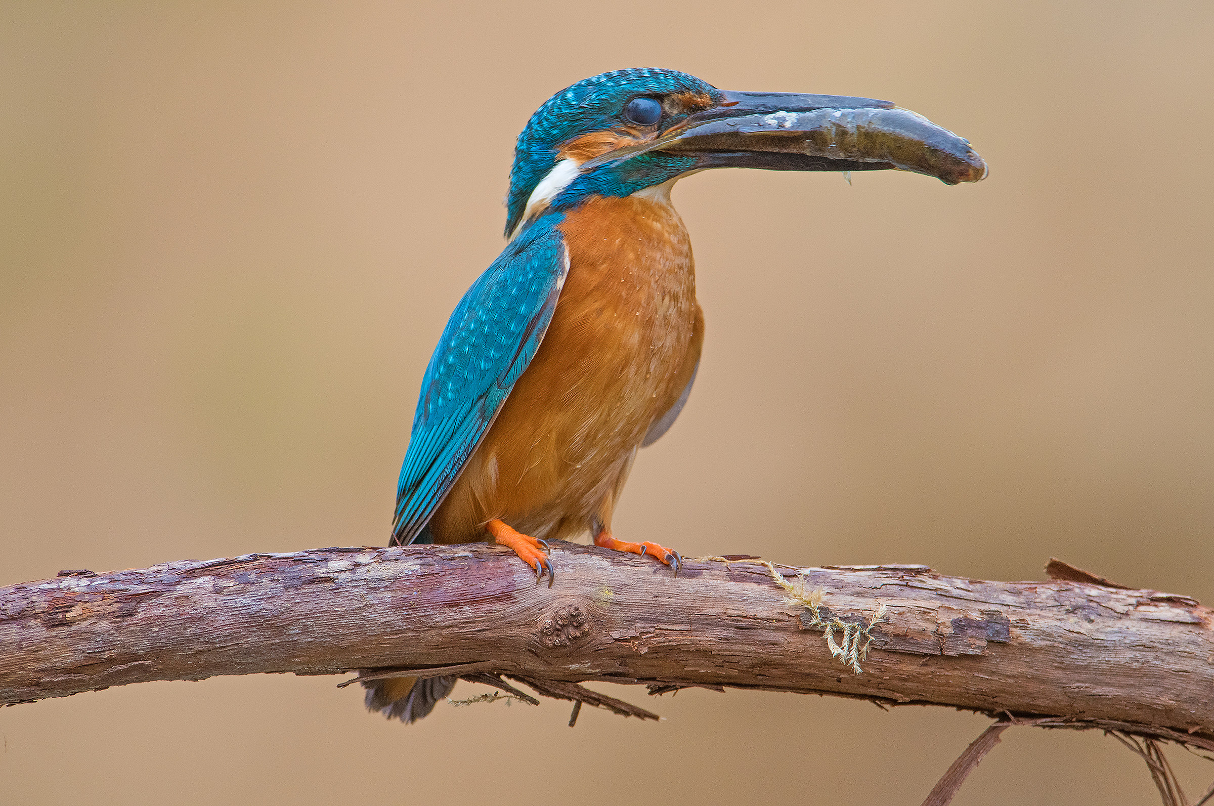 Ready to take to the nest