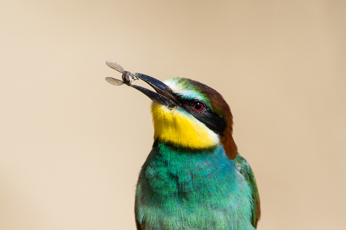 They told me ... focus on the eye