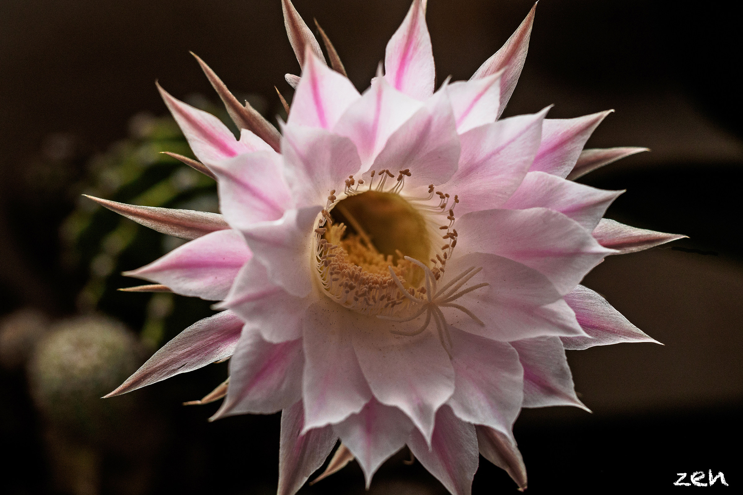 Pink flower cactus
