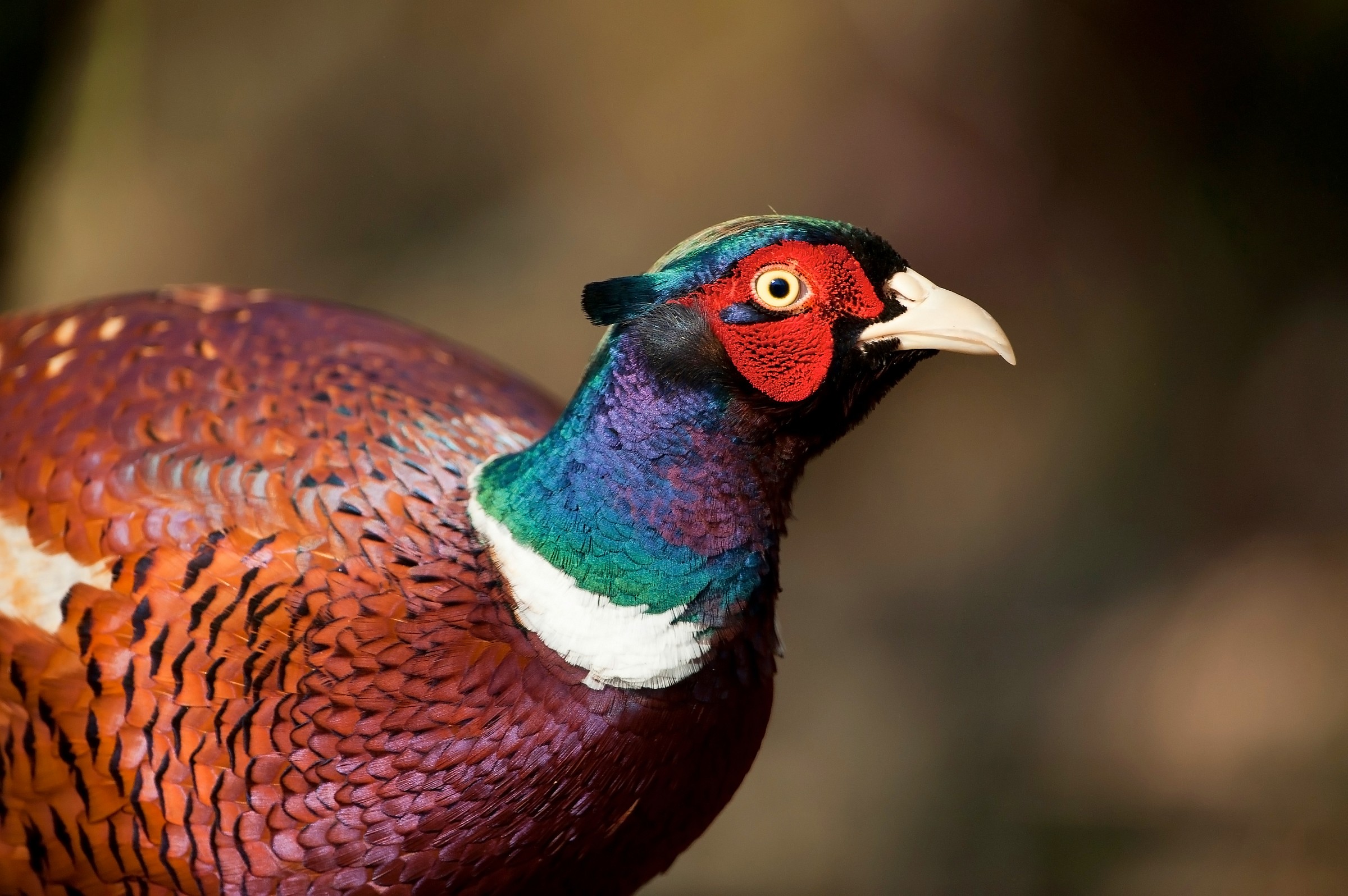 pheasant portrait ....