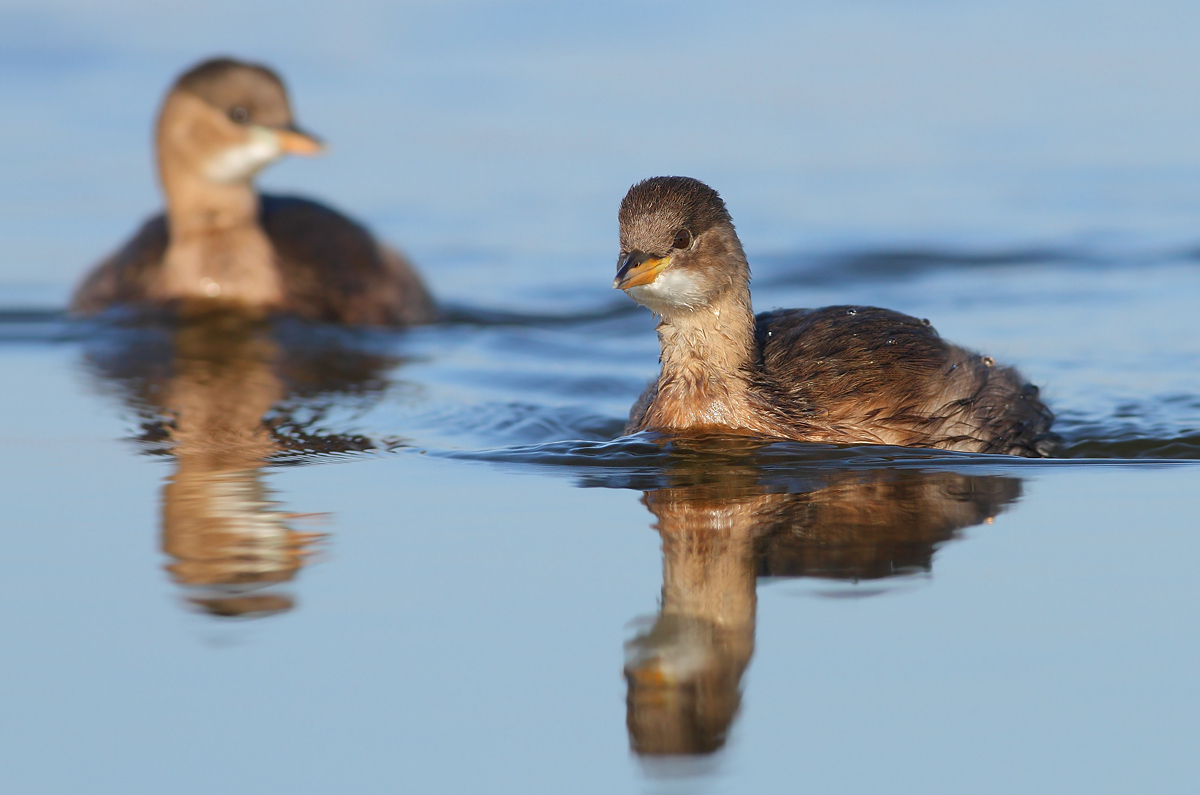 Little grebes