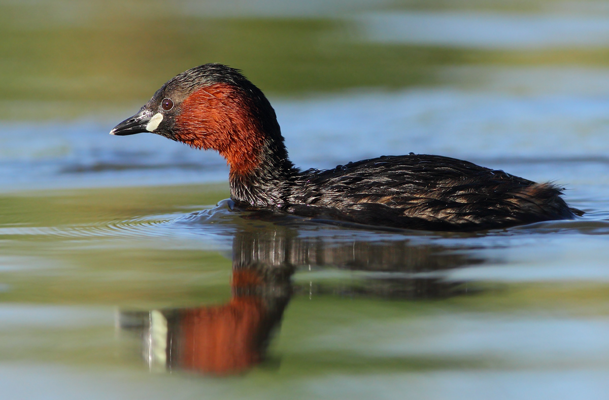Little Grebe