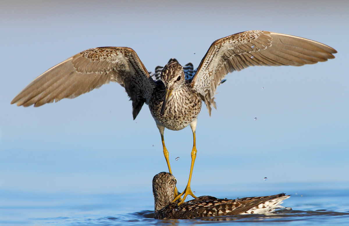 Pyro piro boscherecci