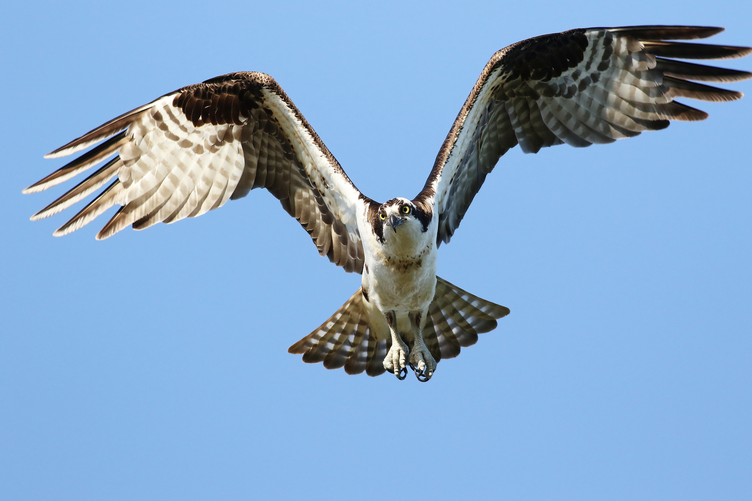 Il fattore di intimidazione