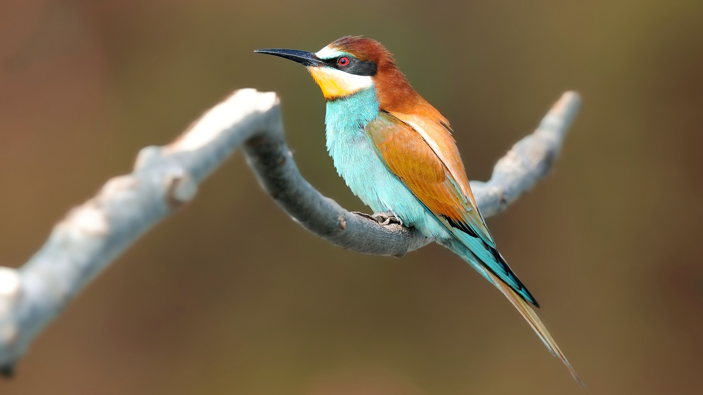 Bee eater