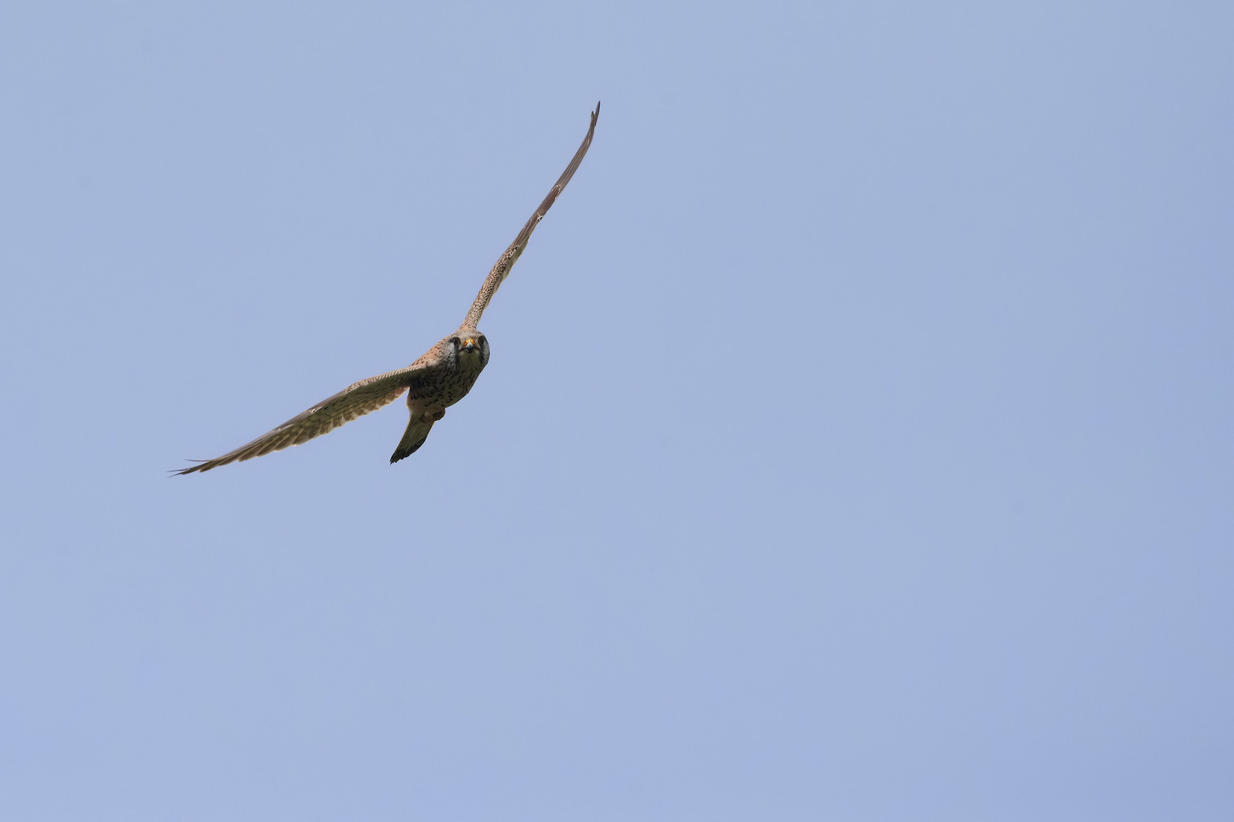 Kestrel
