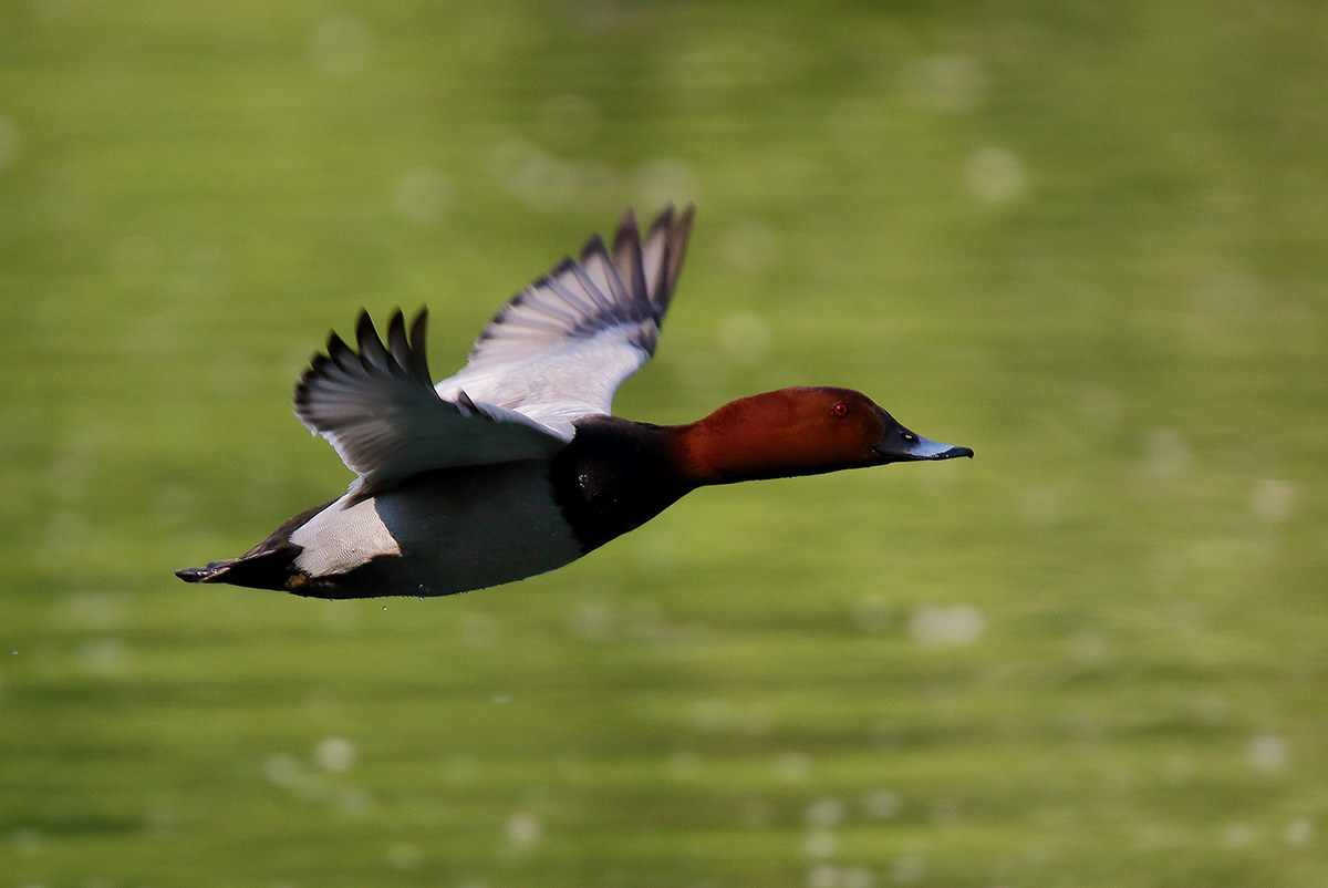 The flight of the morgillo
