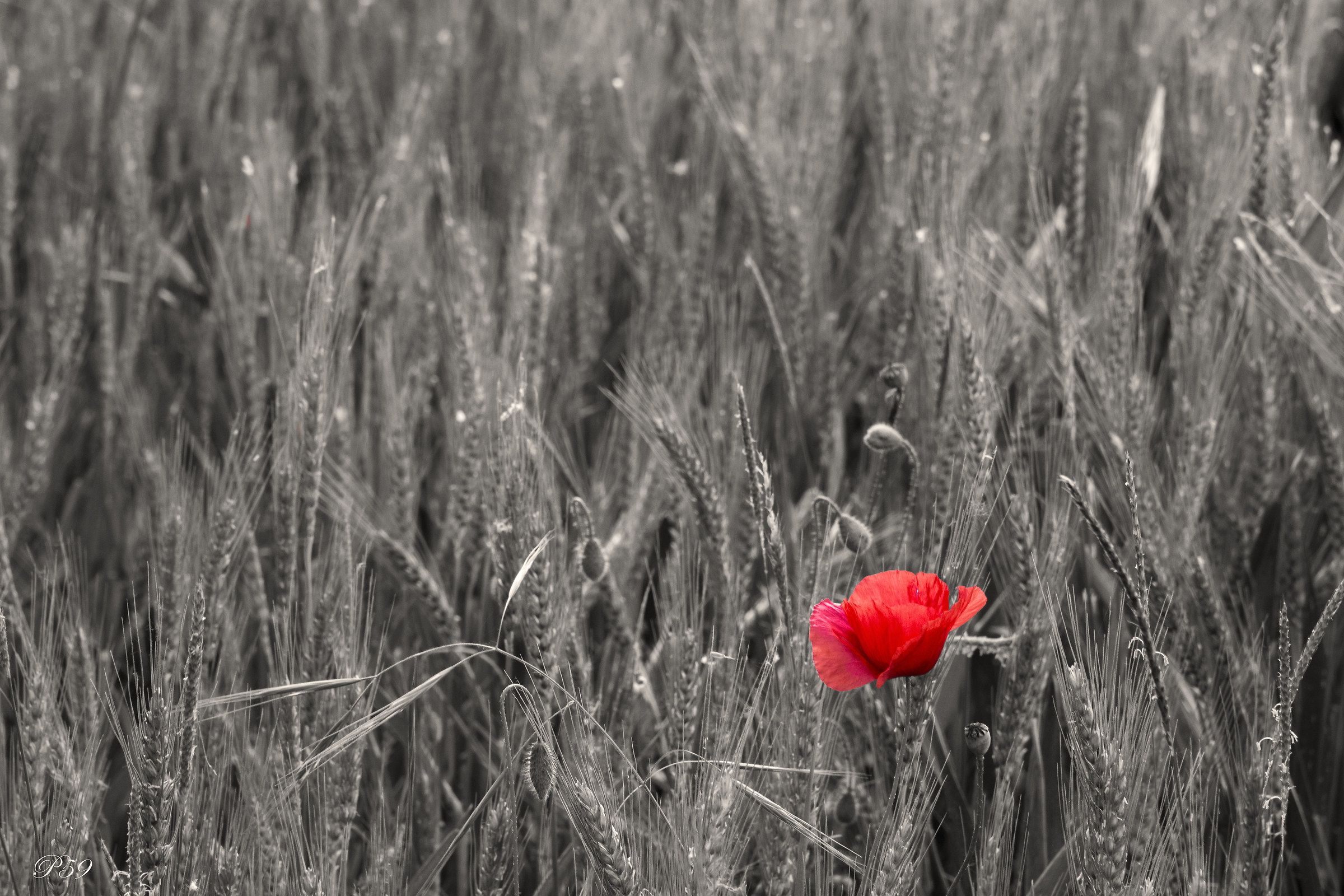 dormi sepolto in un campo di grano ...