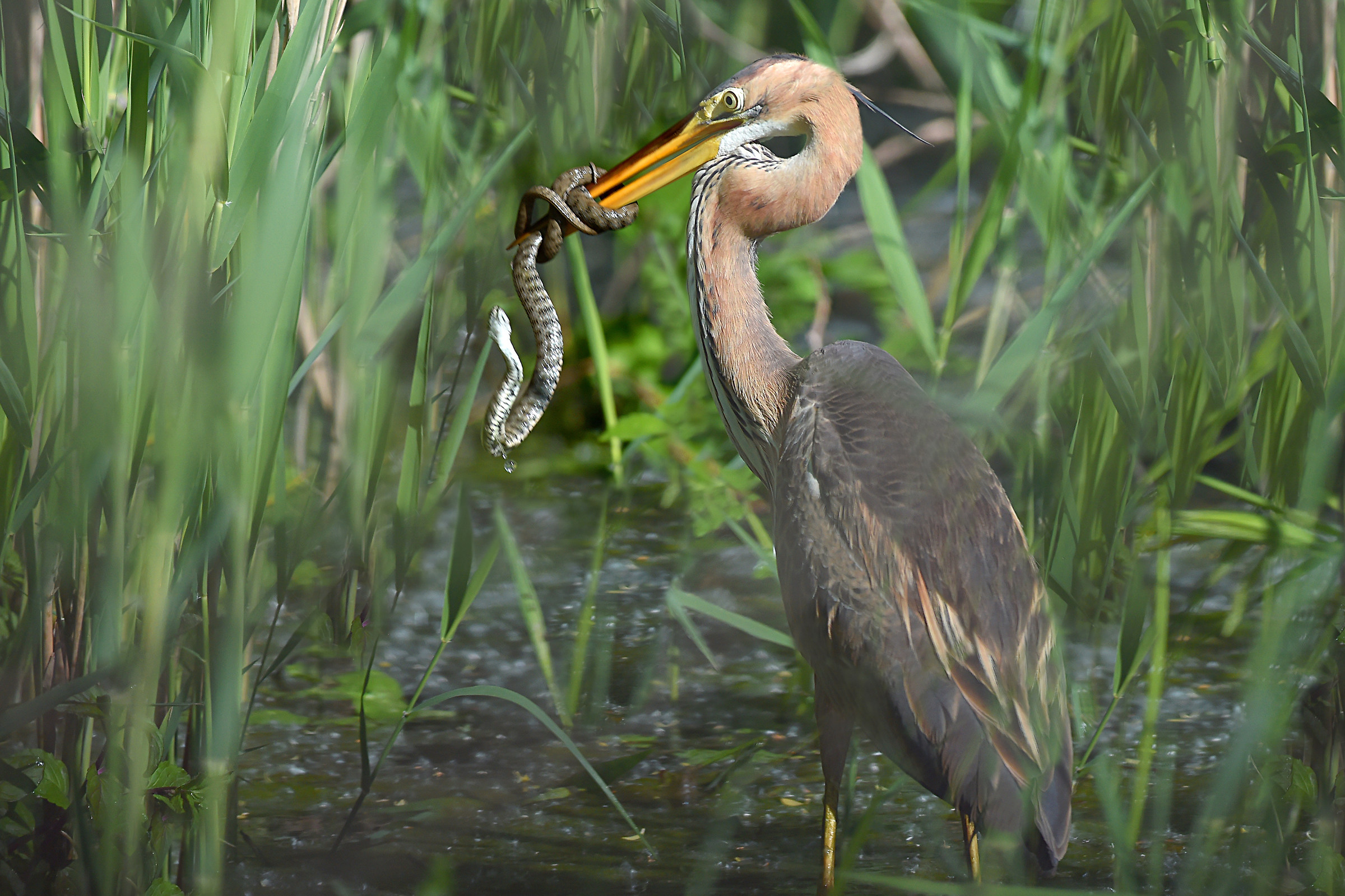 Storie di piume   ( Airone rosso )