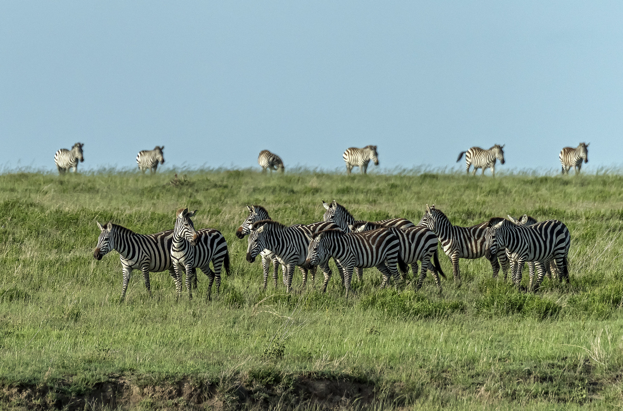 Tanzania 2017 - Zebras