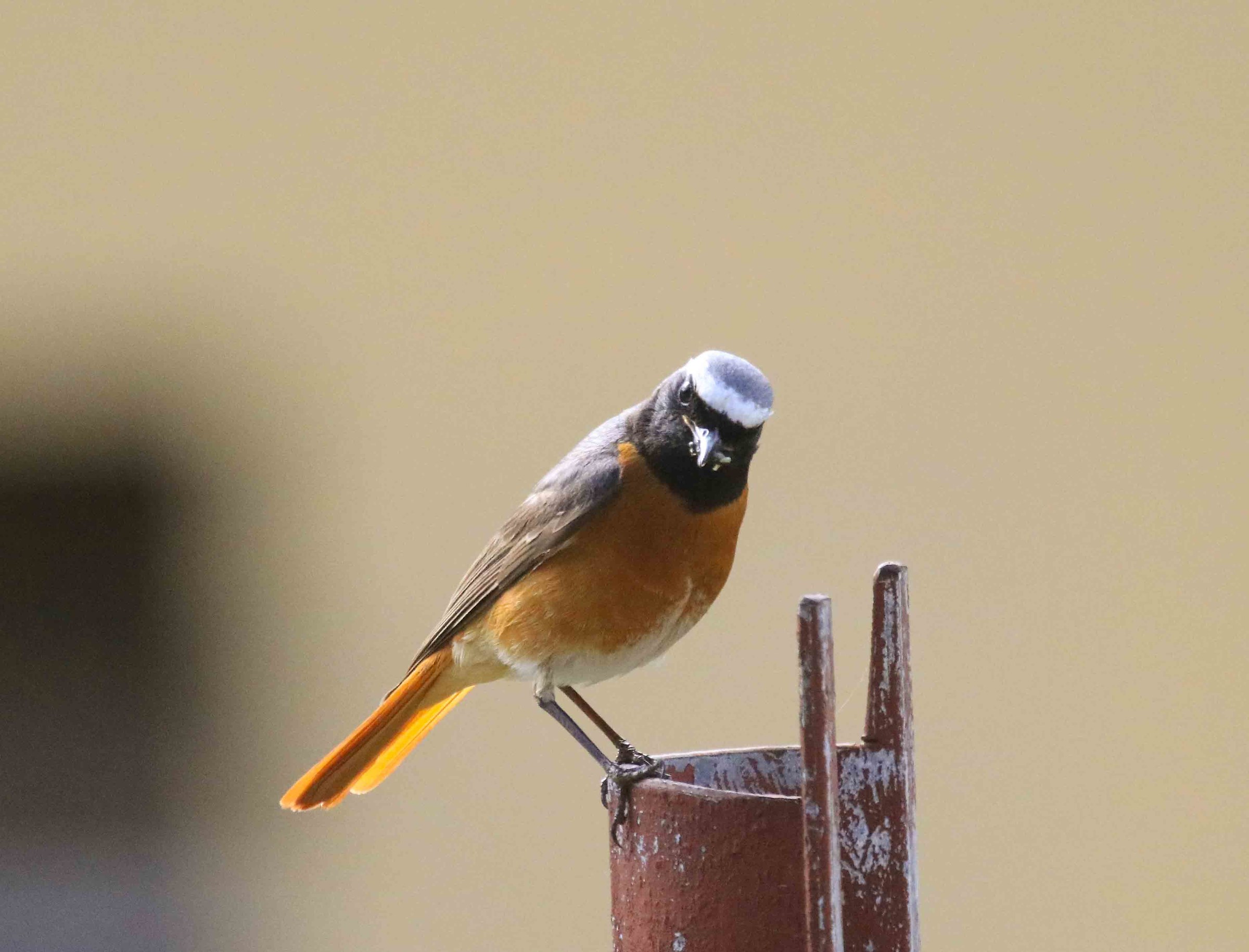 Redstart