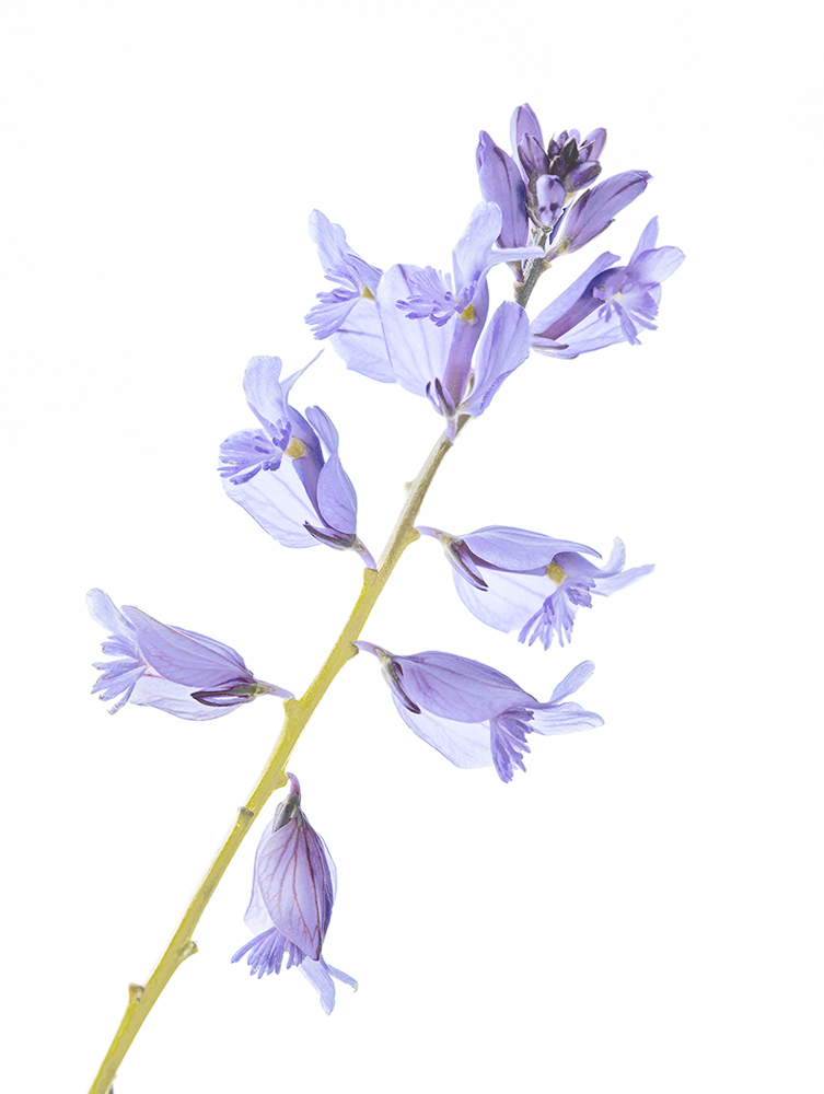 Anche i fiori nei campi sono tornati