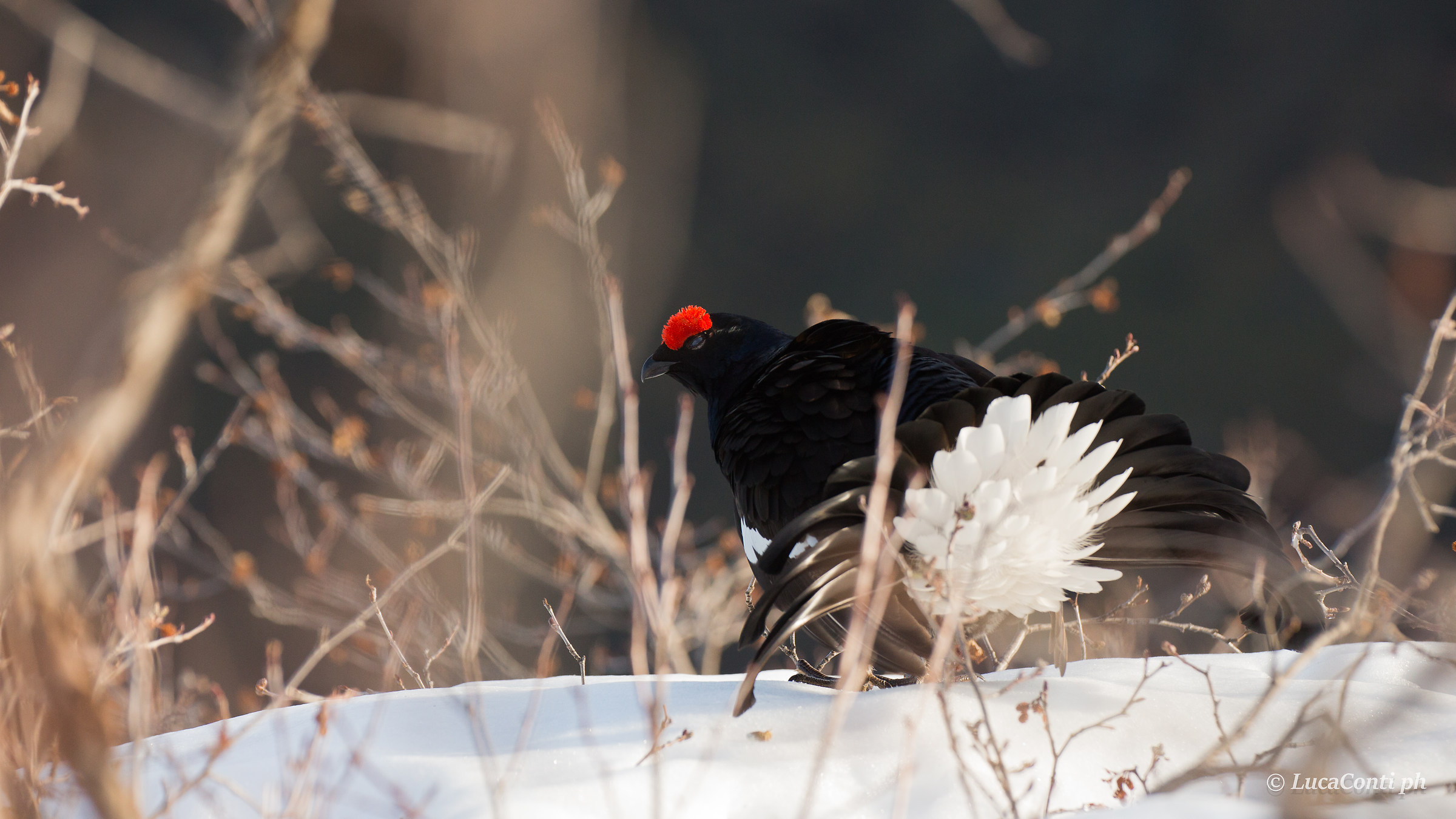 Gallo Forcello (Valsassina)