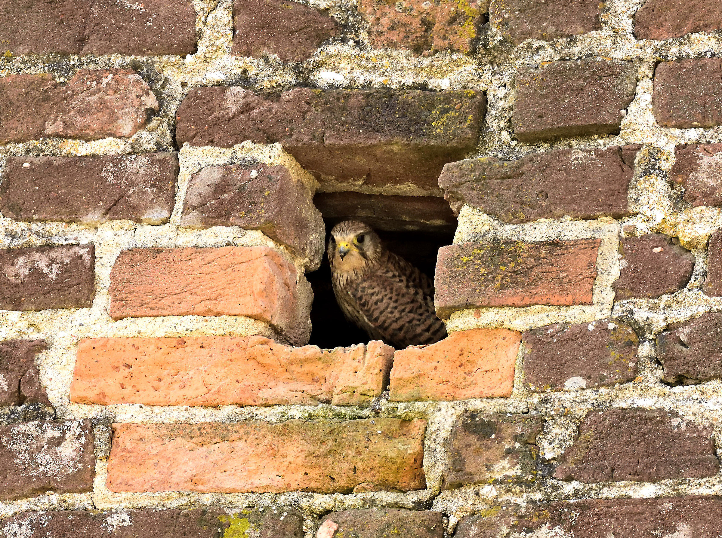 Kestrel in the nest