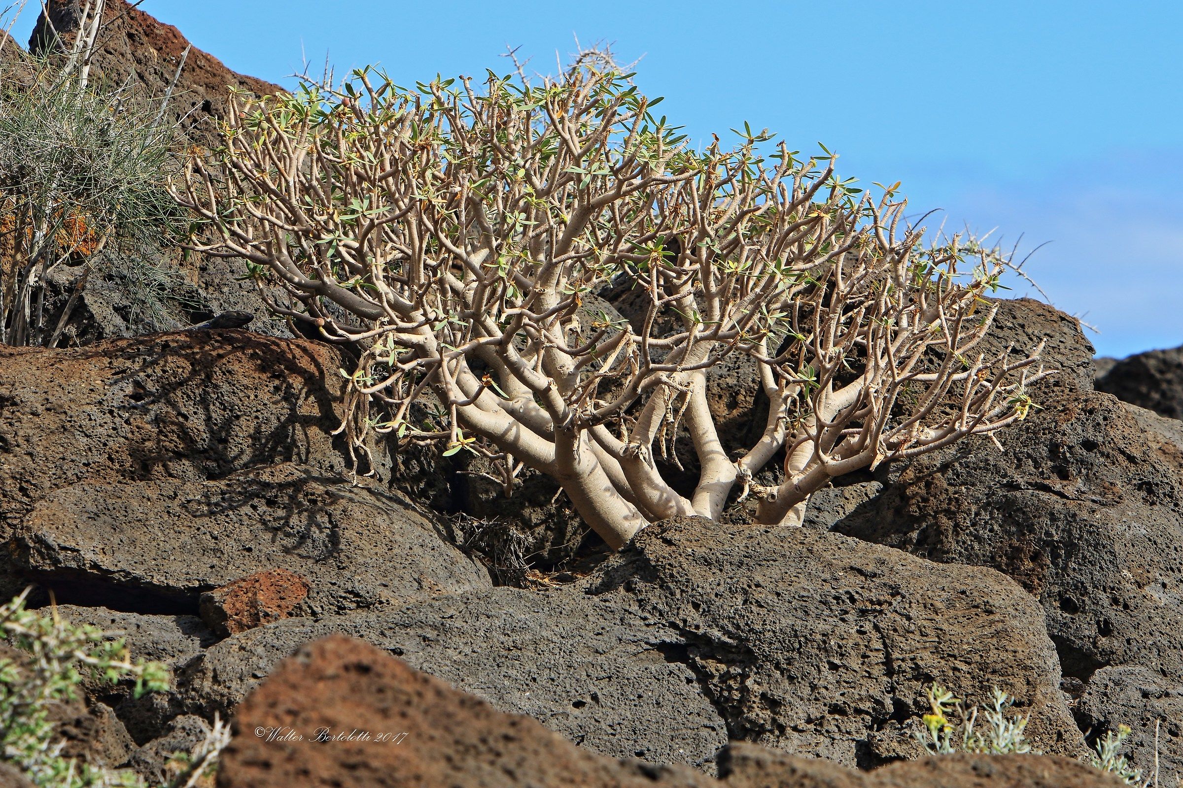 Tenerife flora