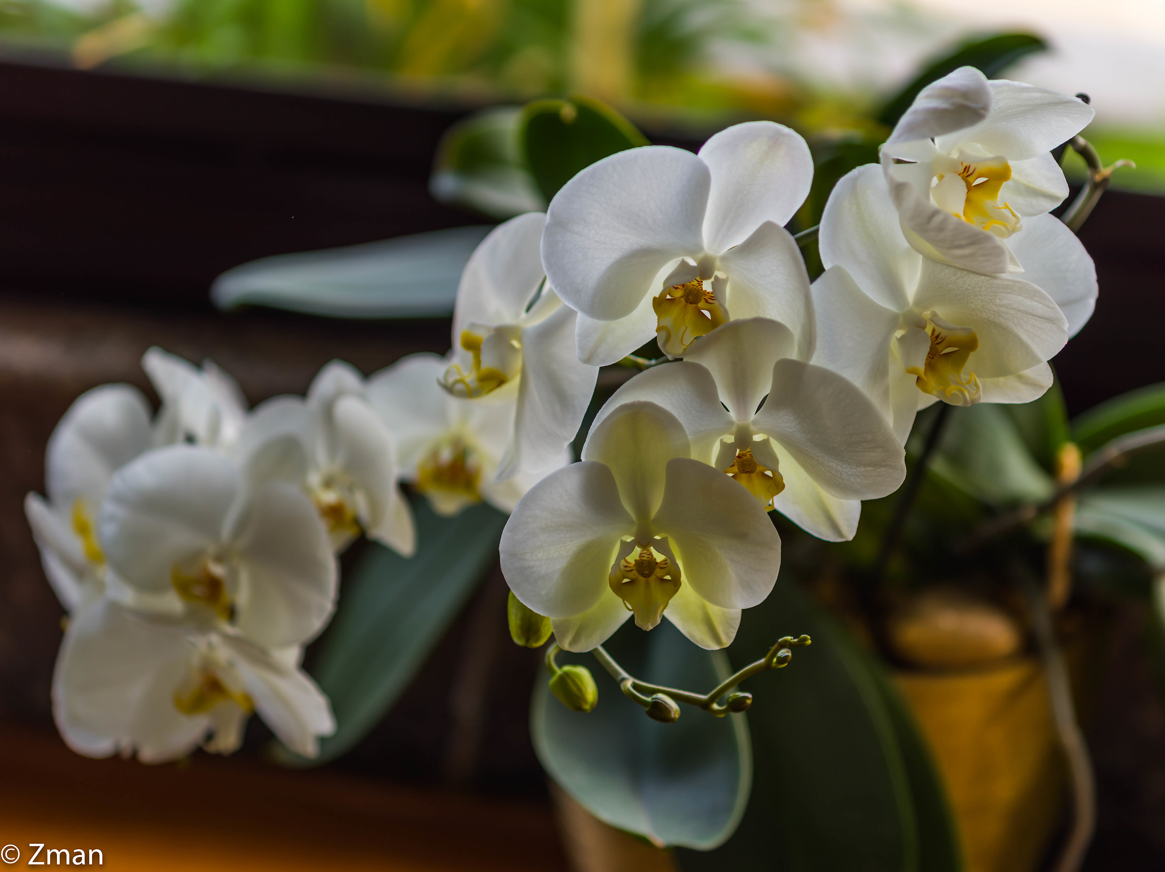 orchidee
