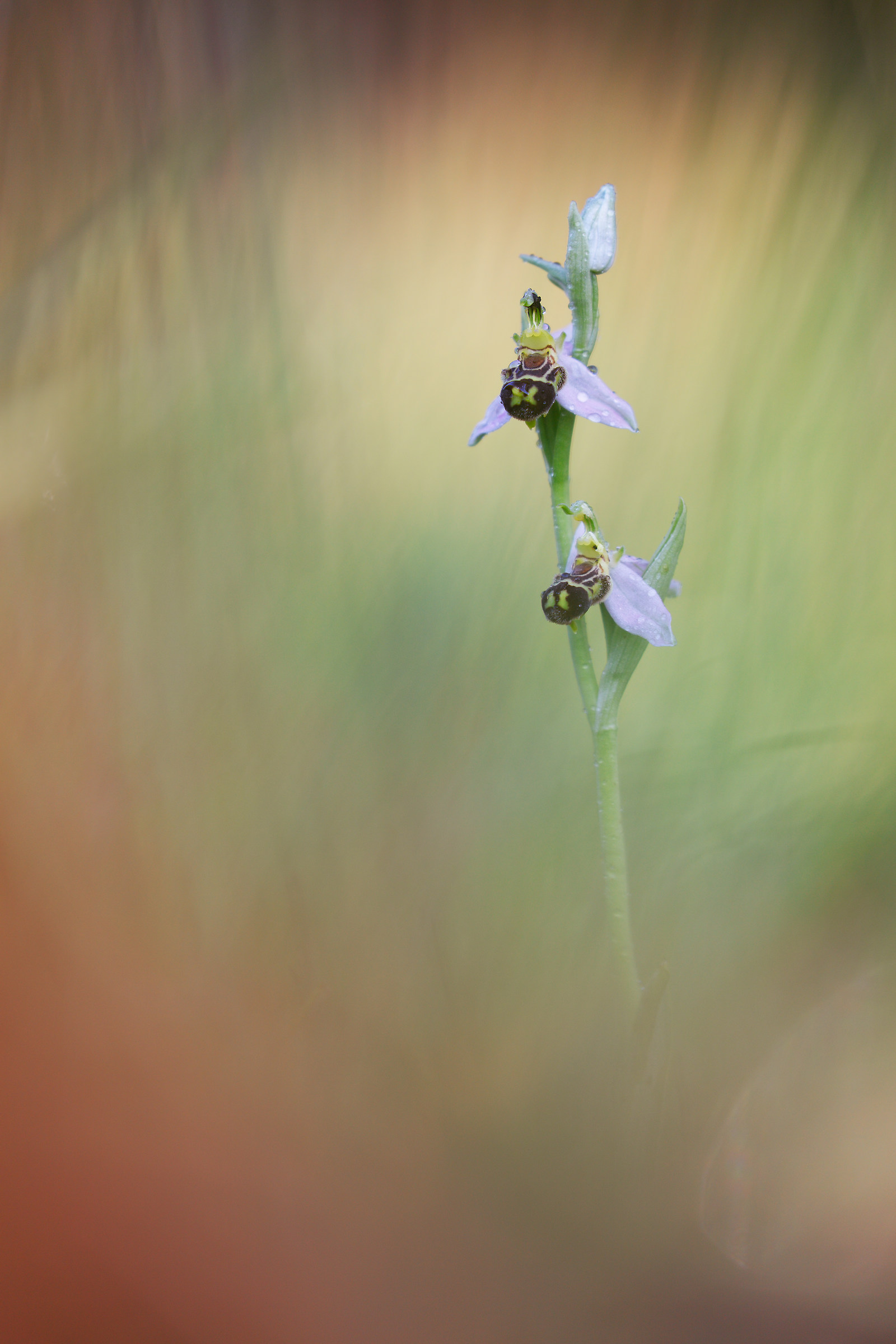 Ophrys apifera