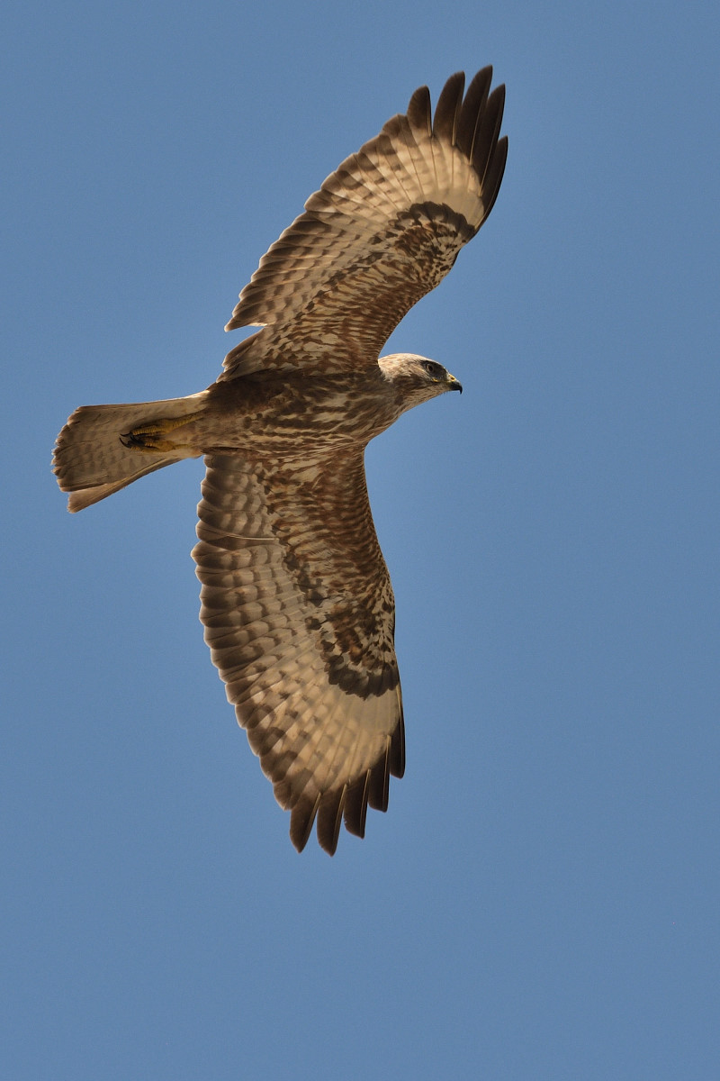 poiana delle steppe juv. rosso