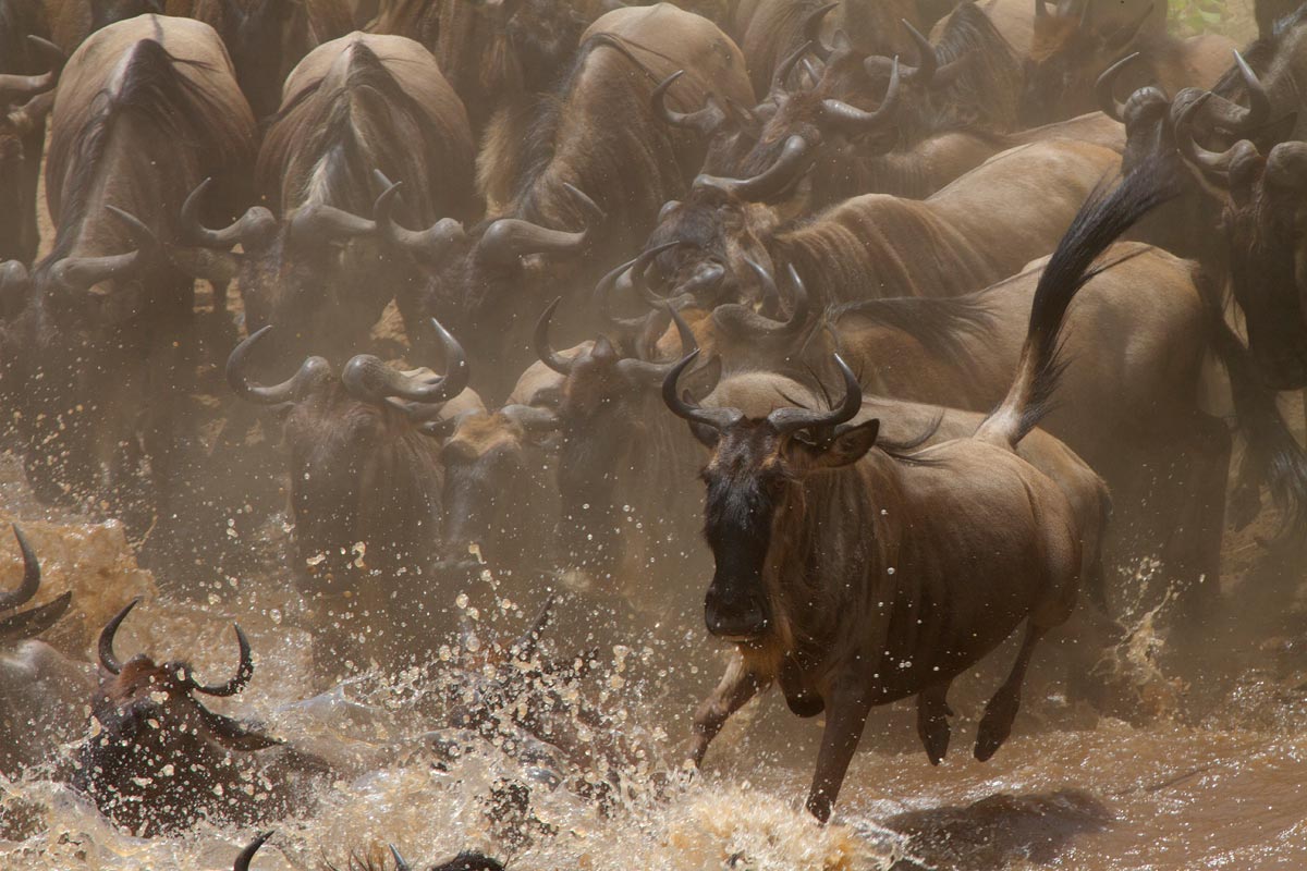Crossing Mara River- Preludio