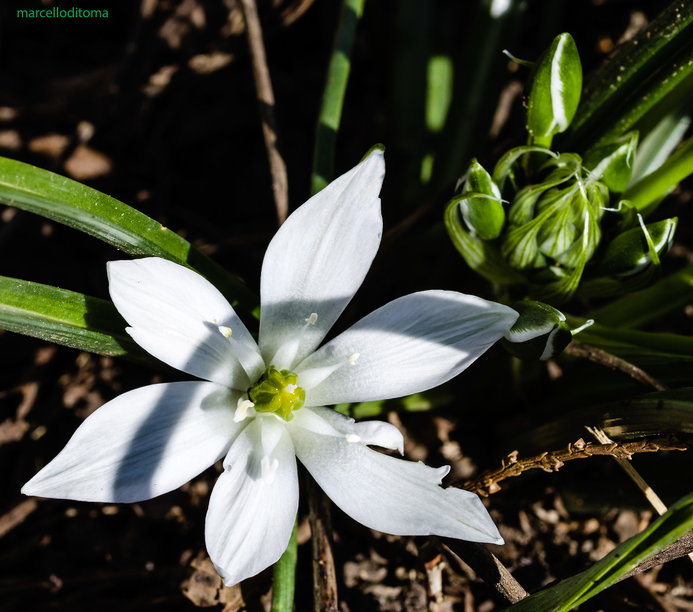 In my garden ... as before, more than before ...