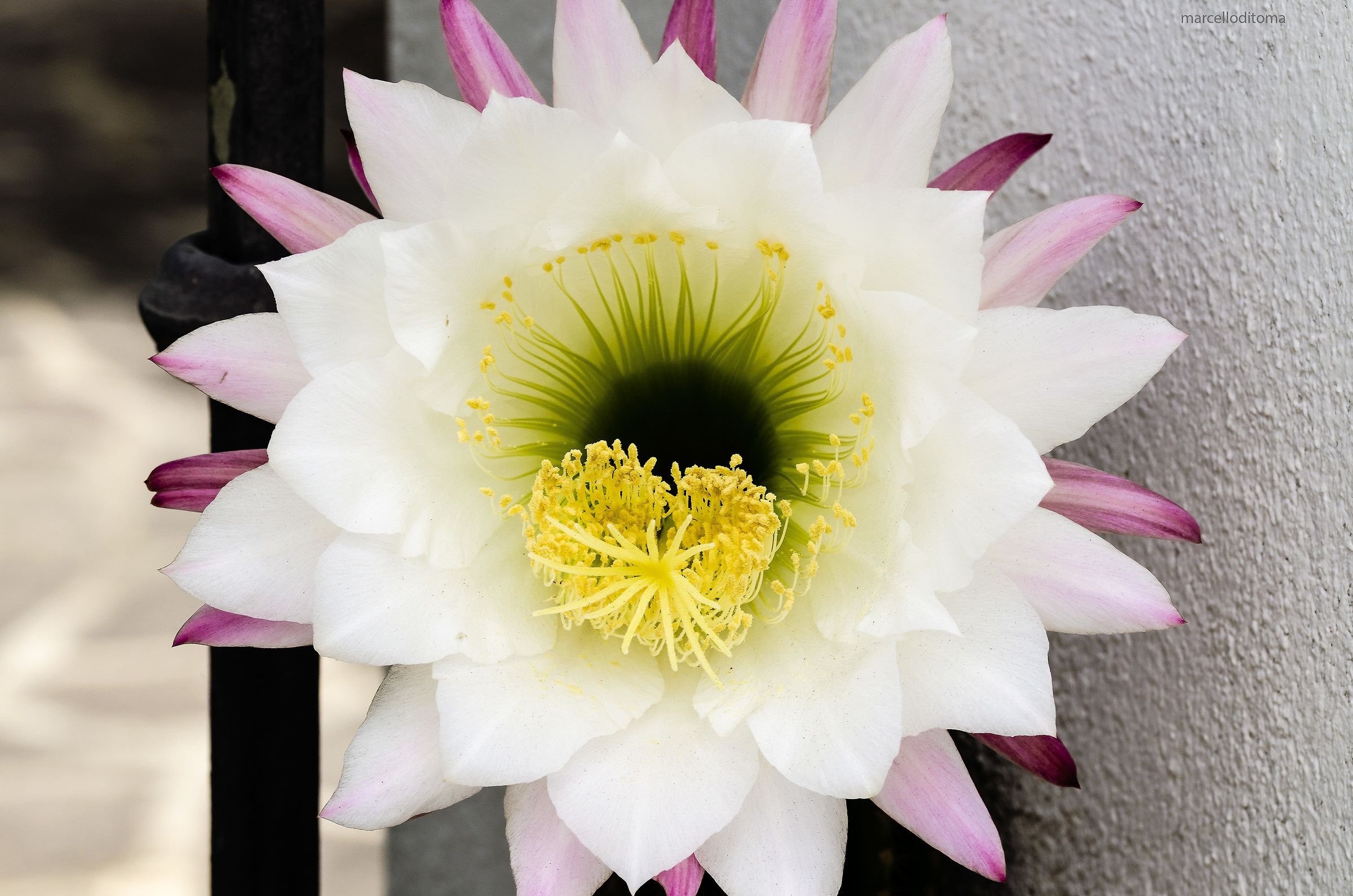 Narcissistic flower !! .. its name do not know !! ..